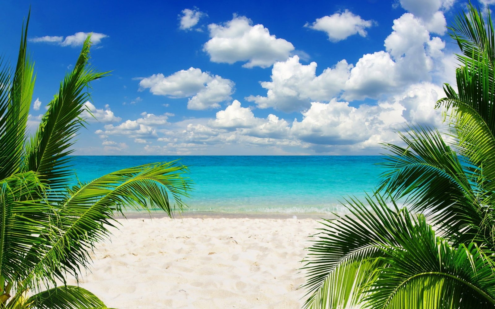 green palm trees beach sand tropical sky horizon water 2k