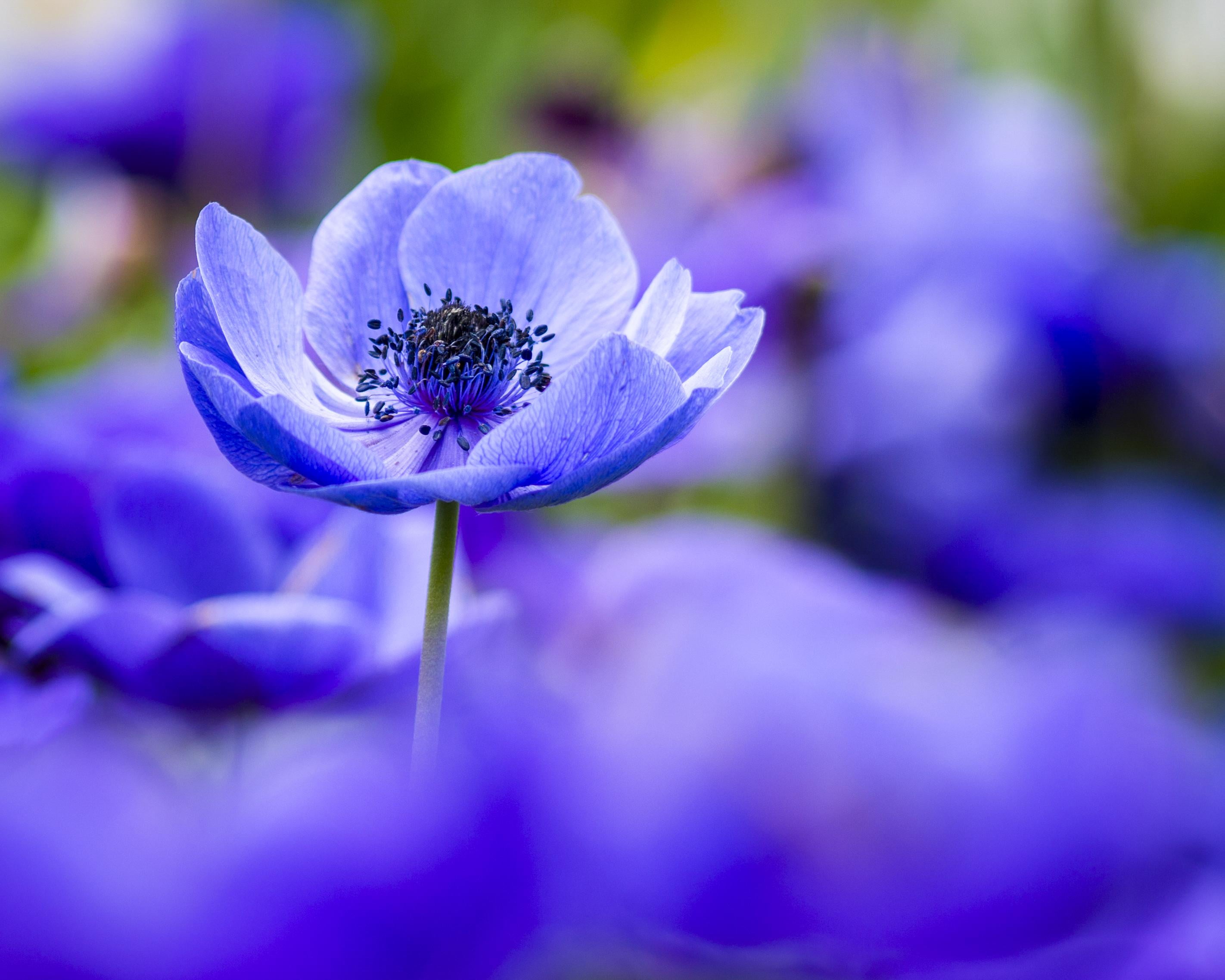 purple petaled flowers Poppy Anemones dof bloom longwood gardens 2k
