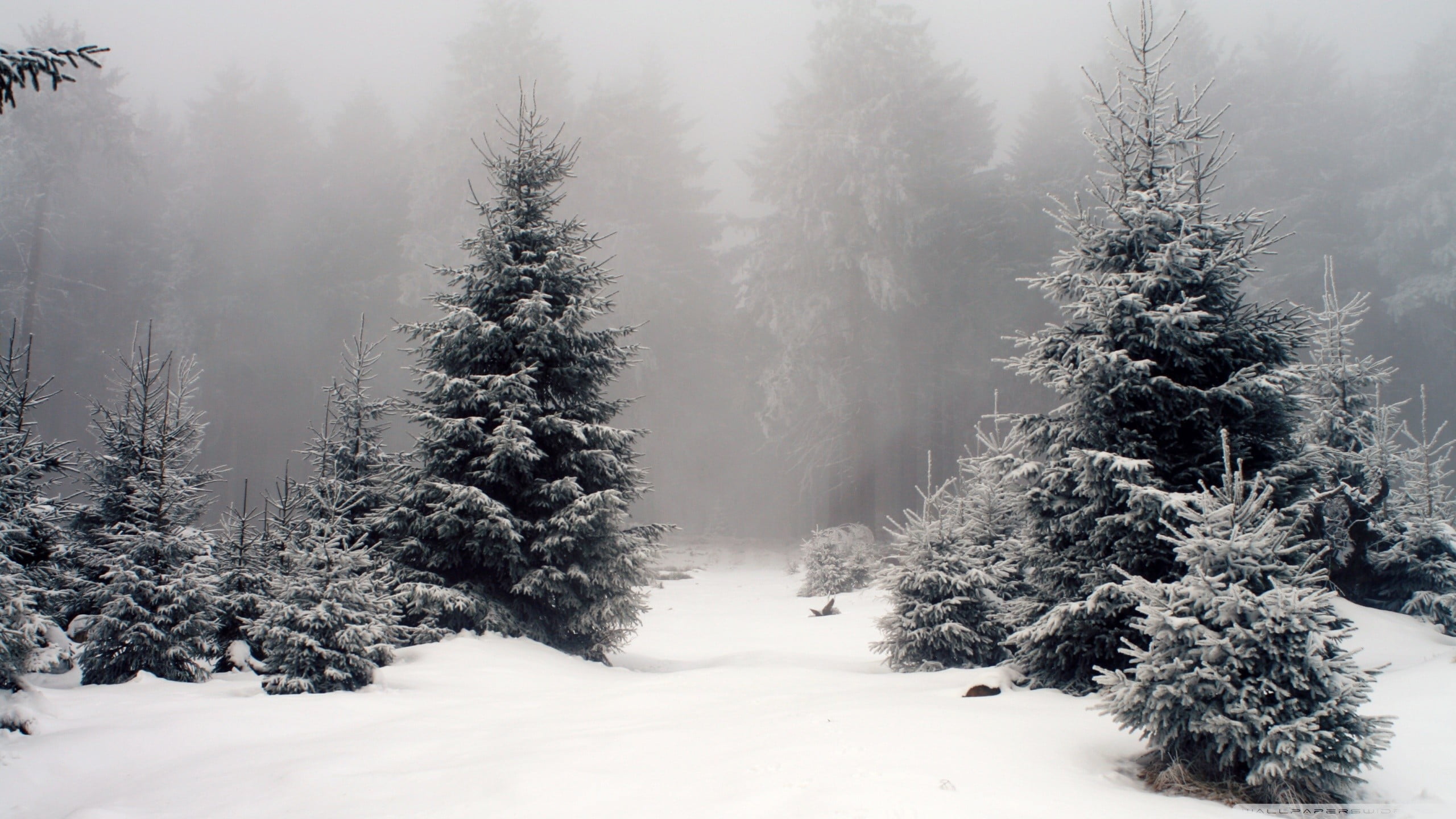 snow covered trees nature landscape forest winter plant 2k