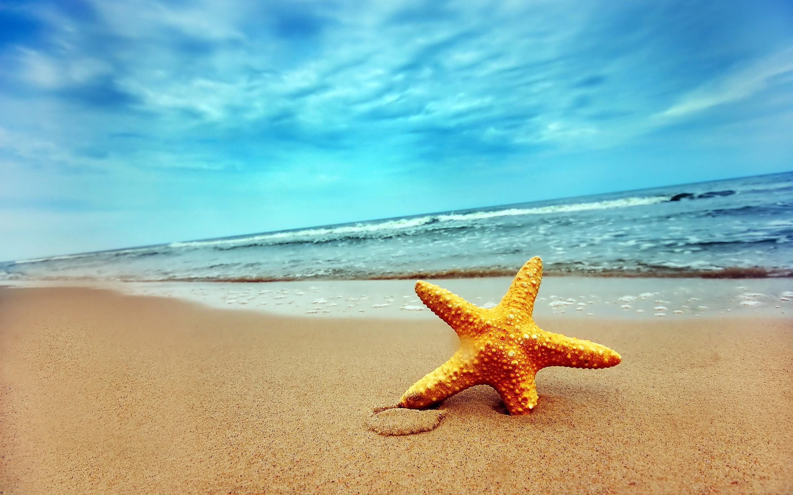 starfish nature beach sea land sky sand water cloud 2k