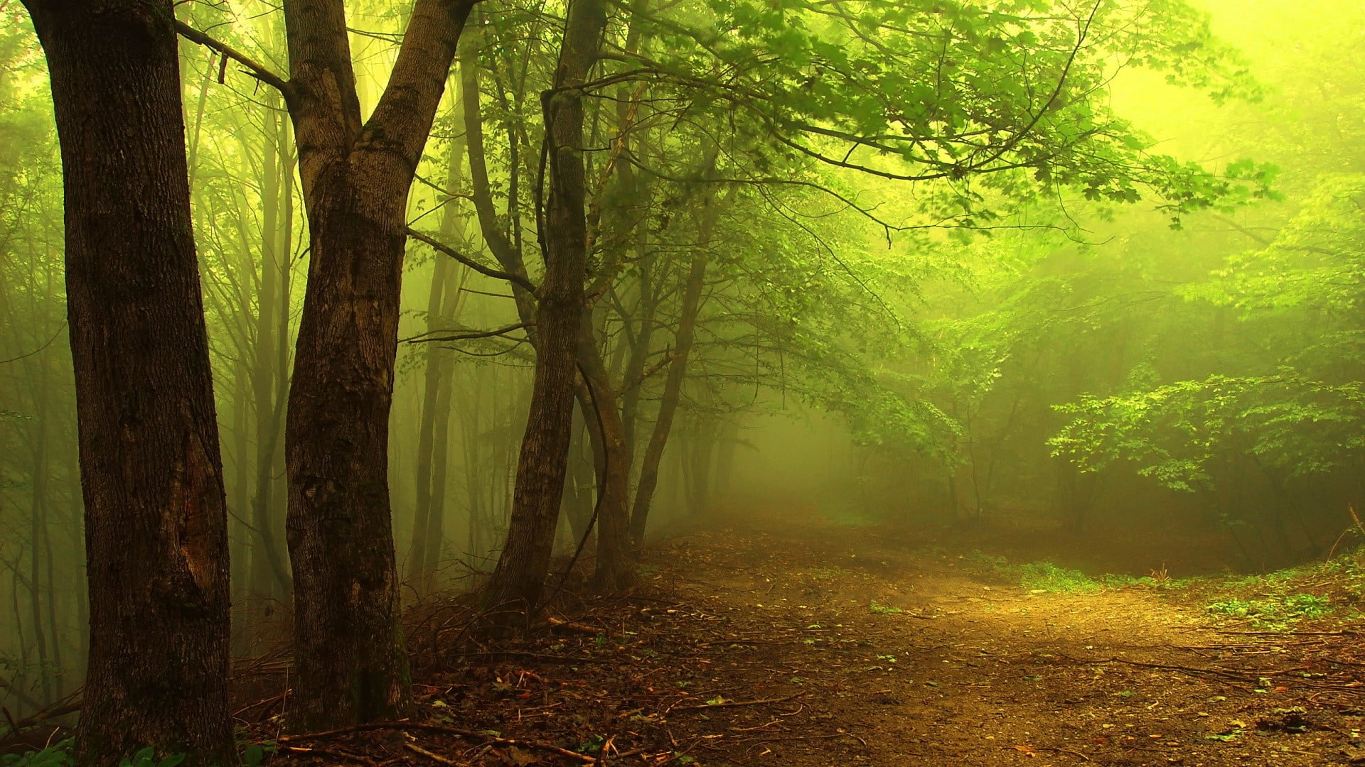 green forest digital wallpaper fog covered nature trees 2k