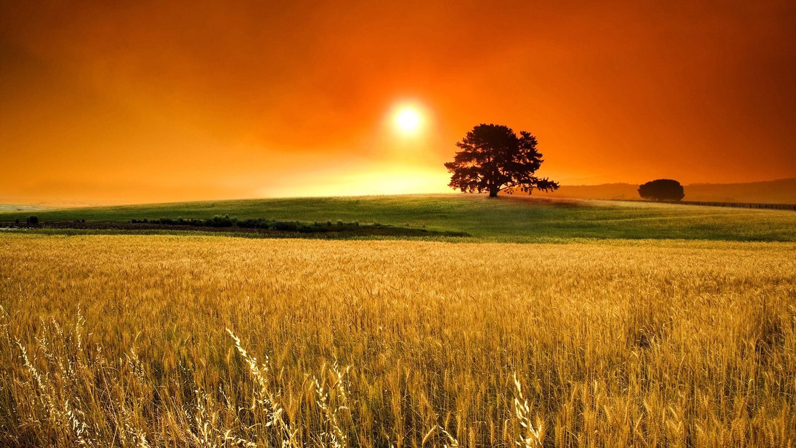 field nature wheat cereal rural agriculture farm plant 2k