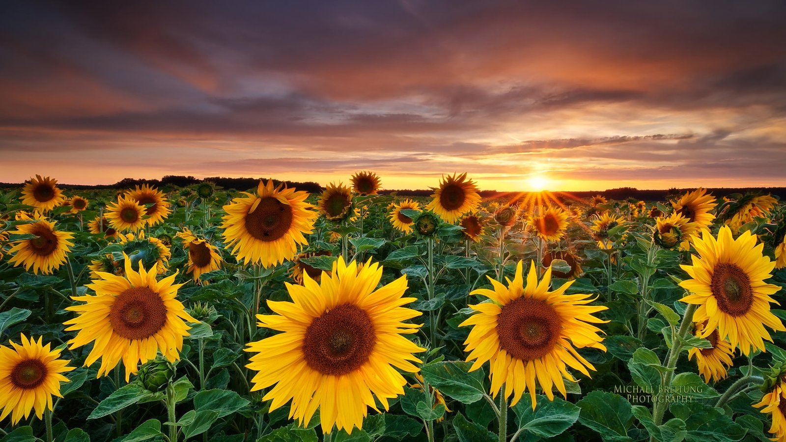 flower nature plant sunflower 2k