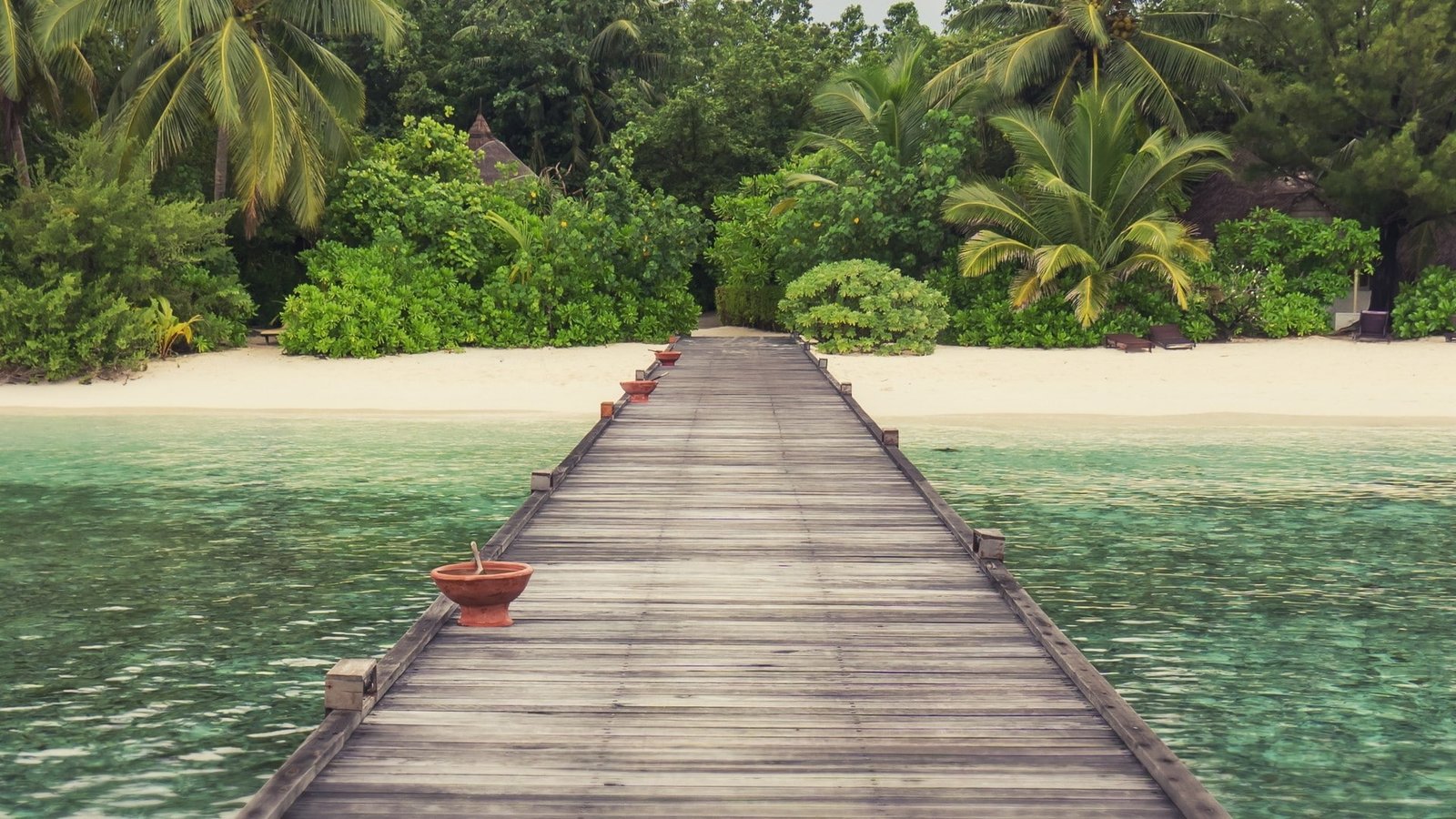 palm trees bridge nature beach plant the way forward direction 2k