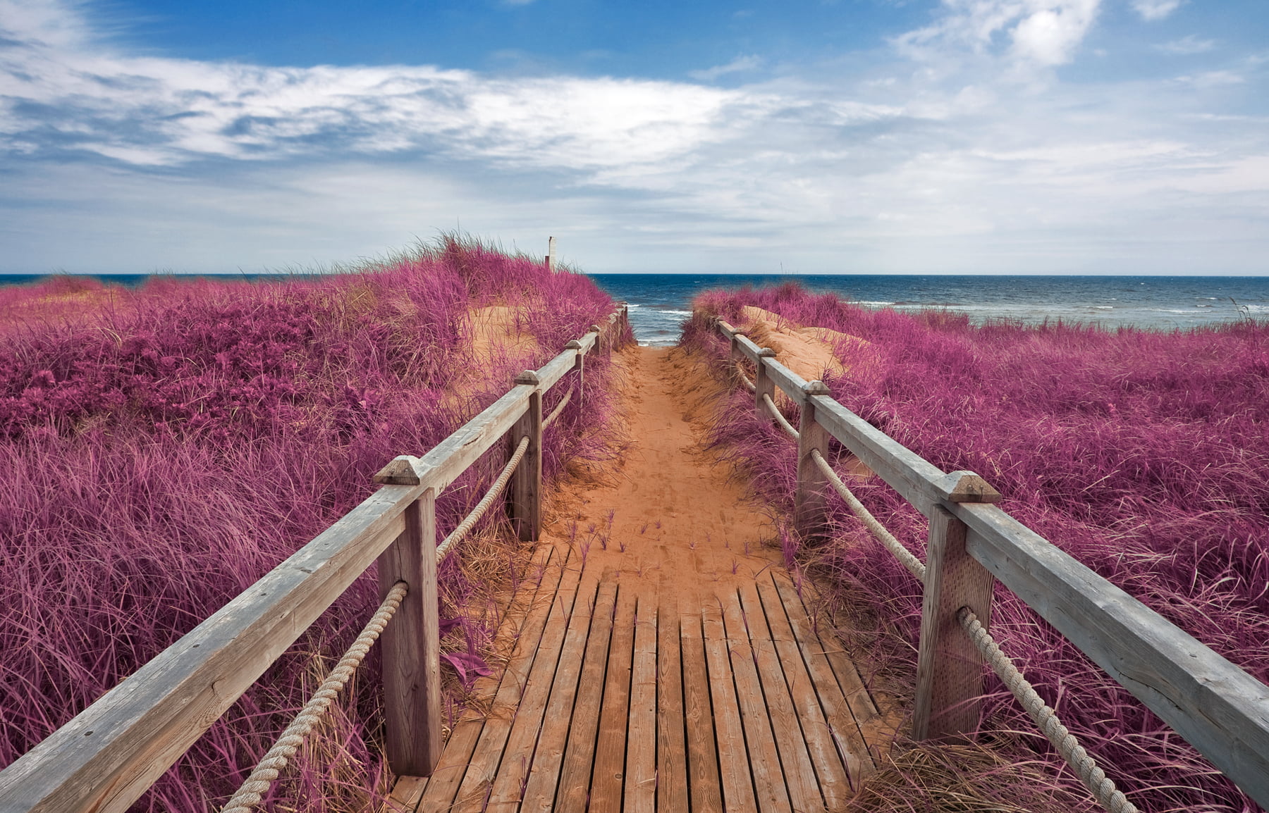 brown wooden dock near sea beside purple flowers Pink Beach 2k