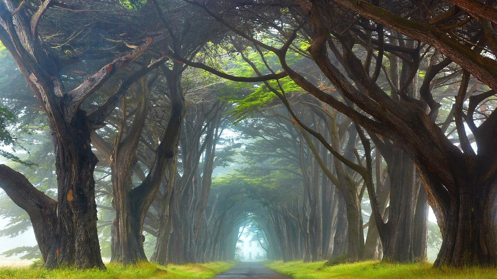 forest pathway nature Ireland tree plant trunk 2k
