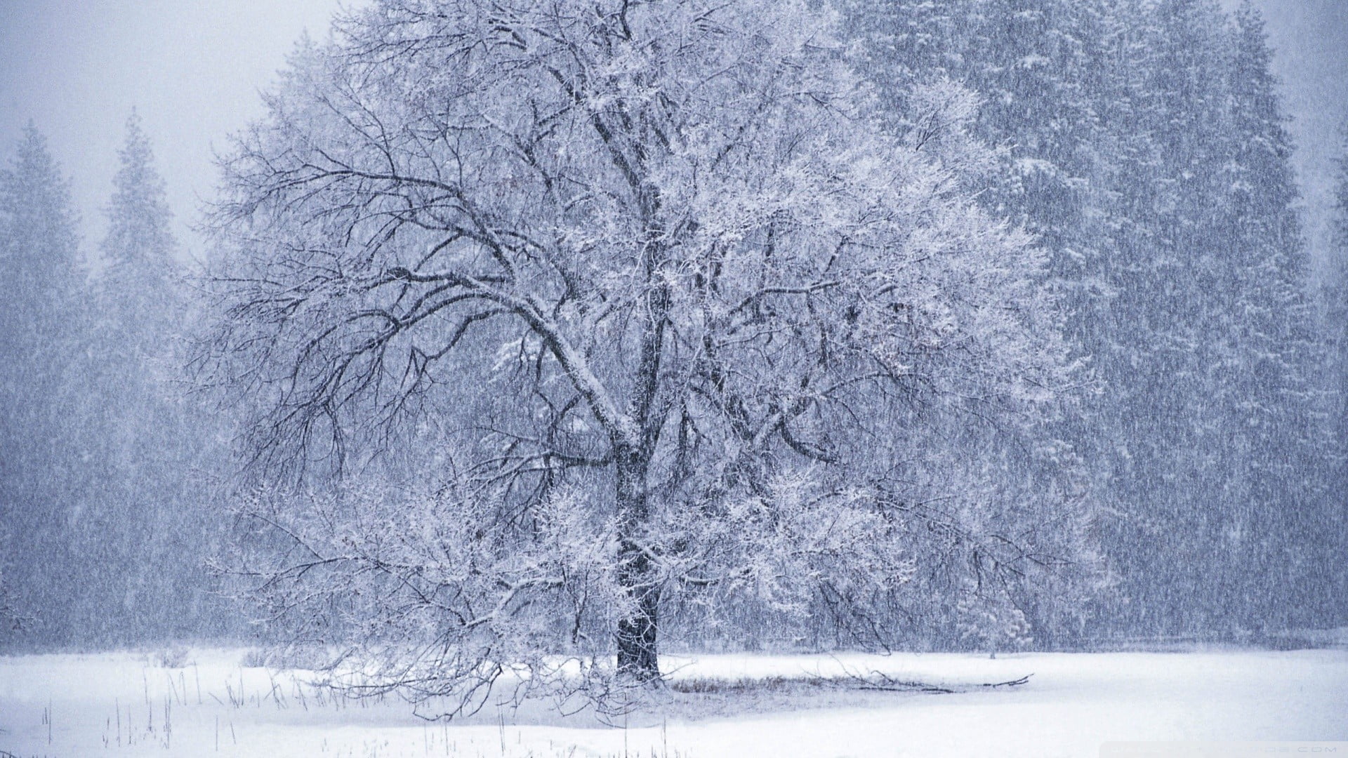 gray tree covered with snow trees winter nature landscape 2k