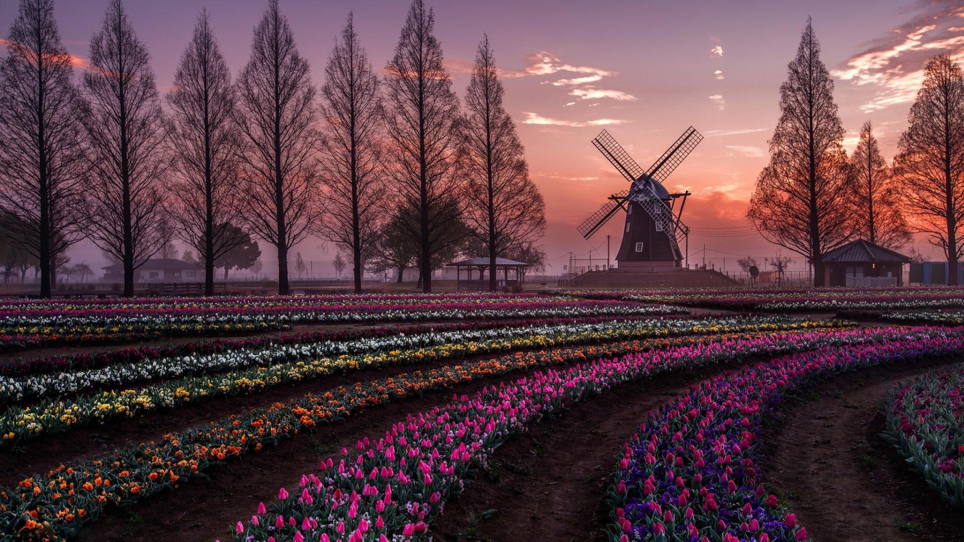 nature flowers holland spring field trees tulips windmill 2k