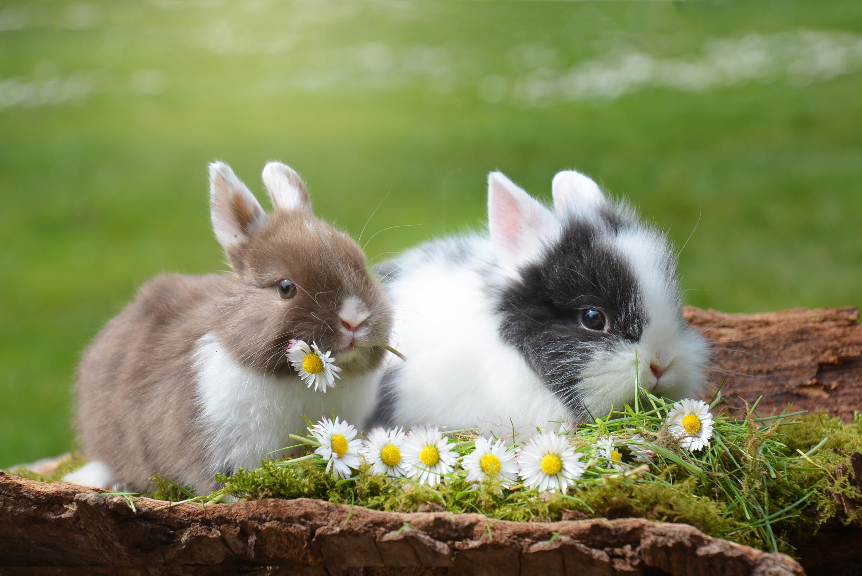selective focus photography of two brown and white rabbits eating flowers 2k