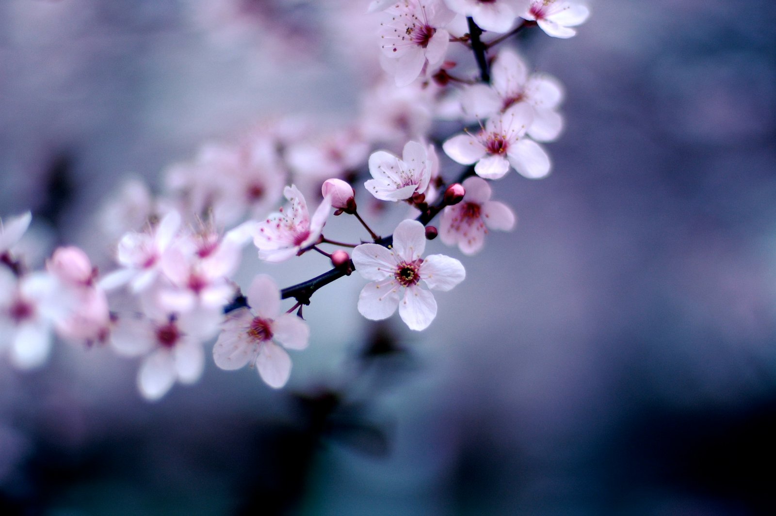 selective focus photography white 5 petaled flower Cherry Blossoms 2k