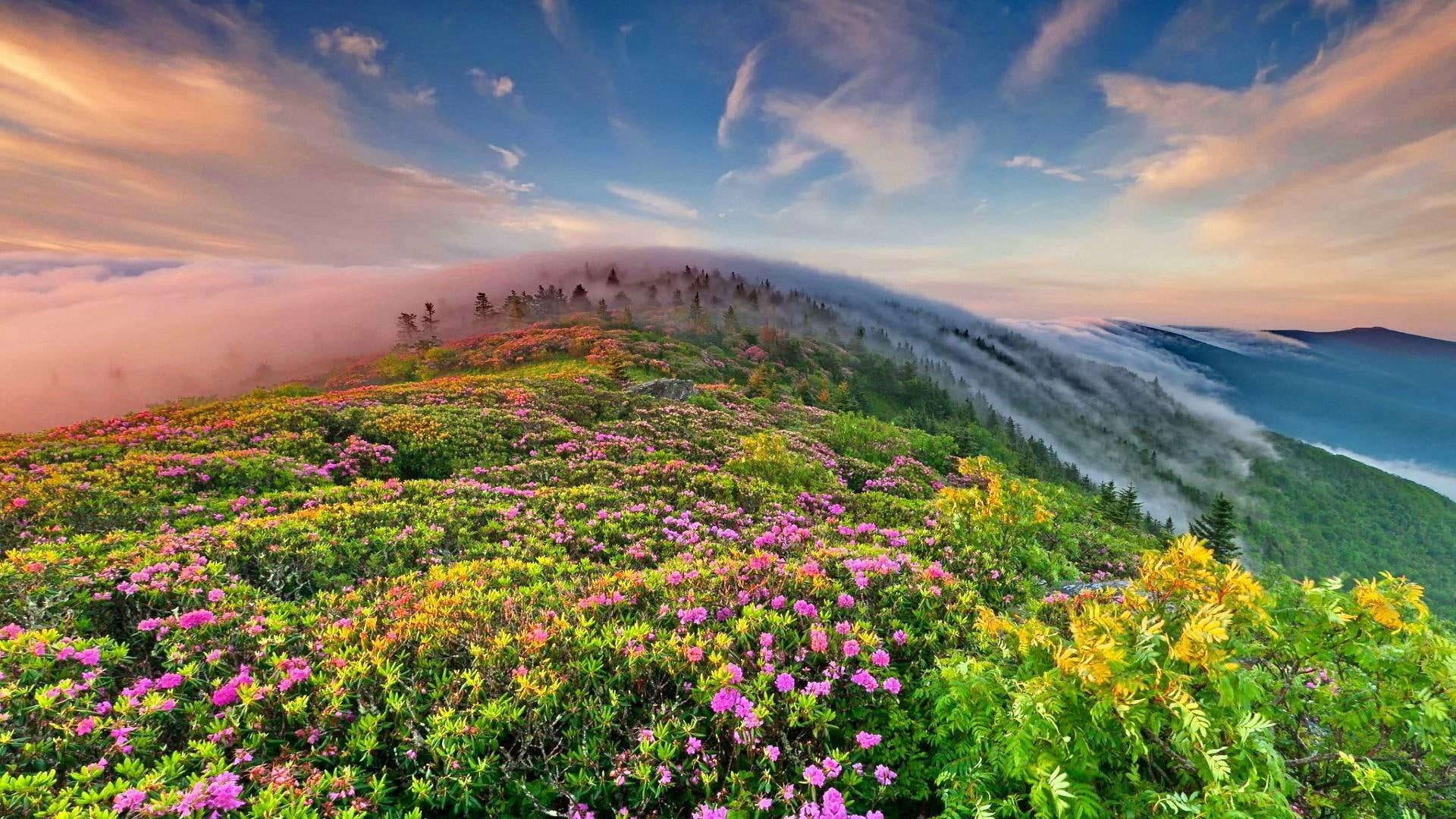sky flower landscape morning dawn flowery field mount scenery 2k