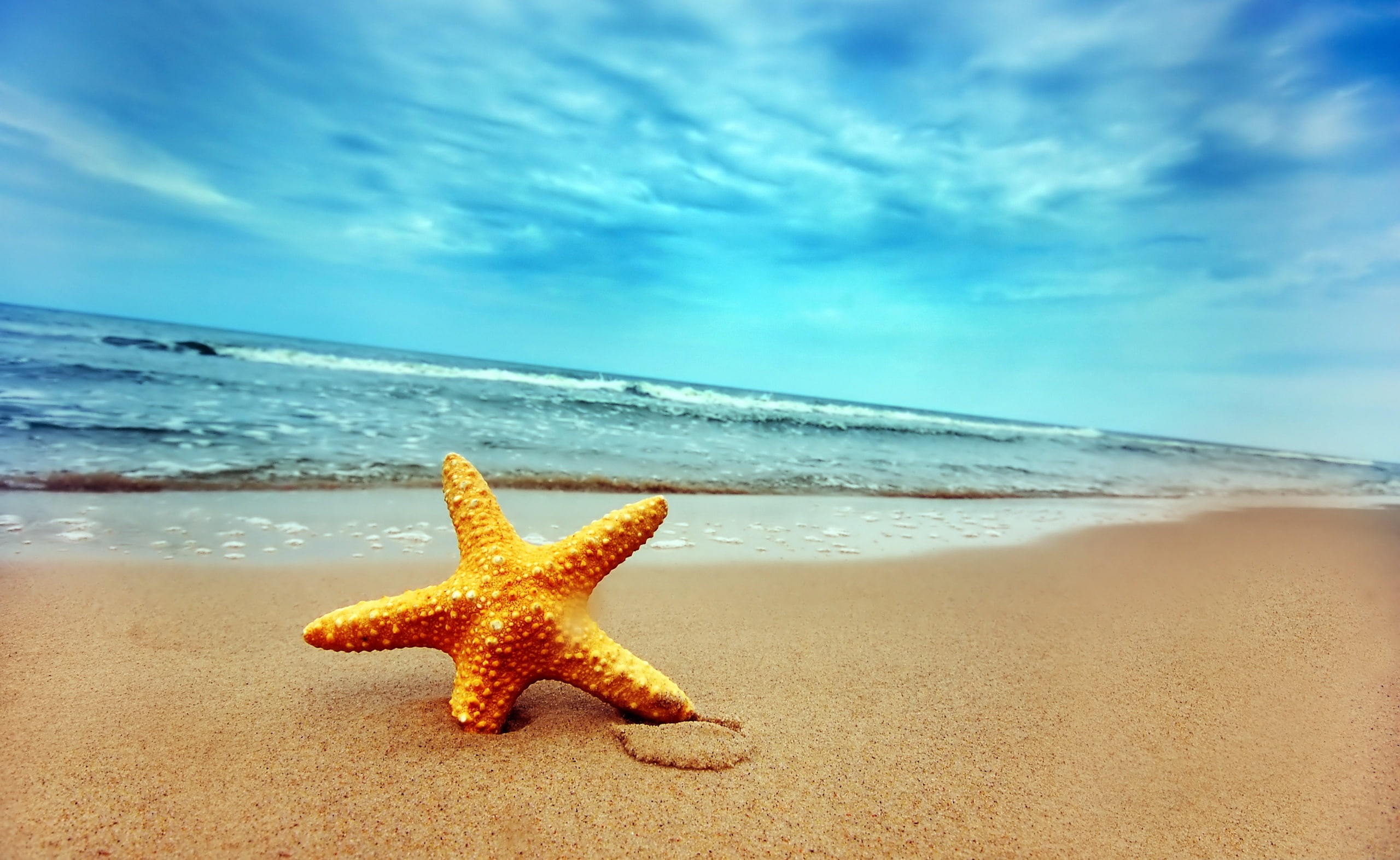 Starfish On The Beach yellow starfish Nature sky sea land 2k