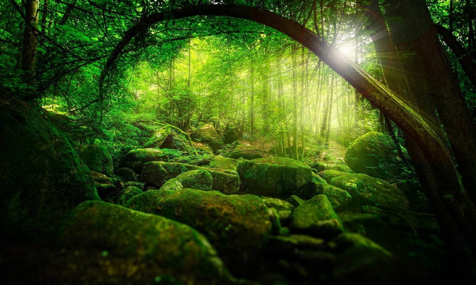 forest and trees wallpaper nature green sun rays sunlight 2k