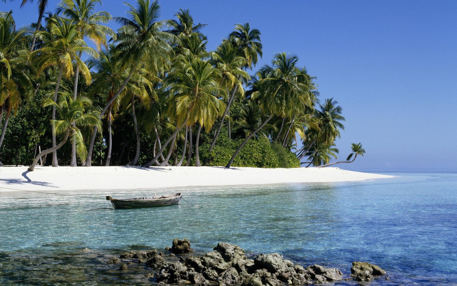 beach palm trees water plant sea tropical climate beauty in nature 2k