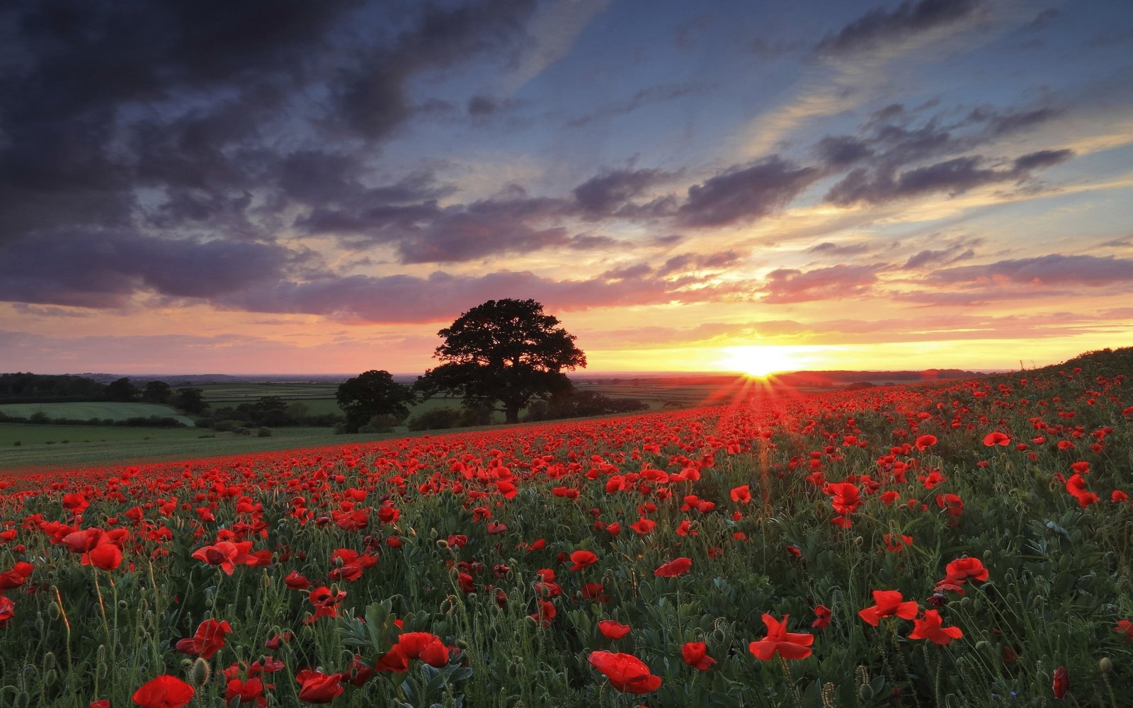 bed of red petaled flower nature landscape photography flowers 2k