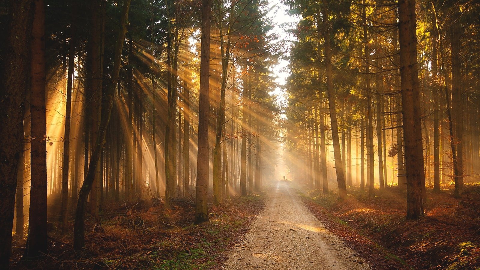 brown and green forest Sun nature trees sun rays plant land 2k