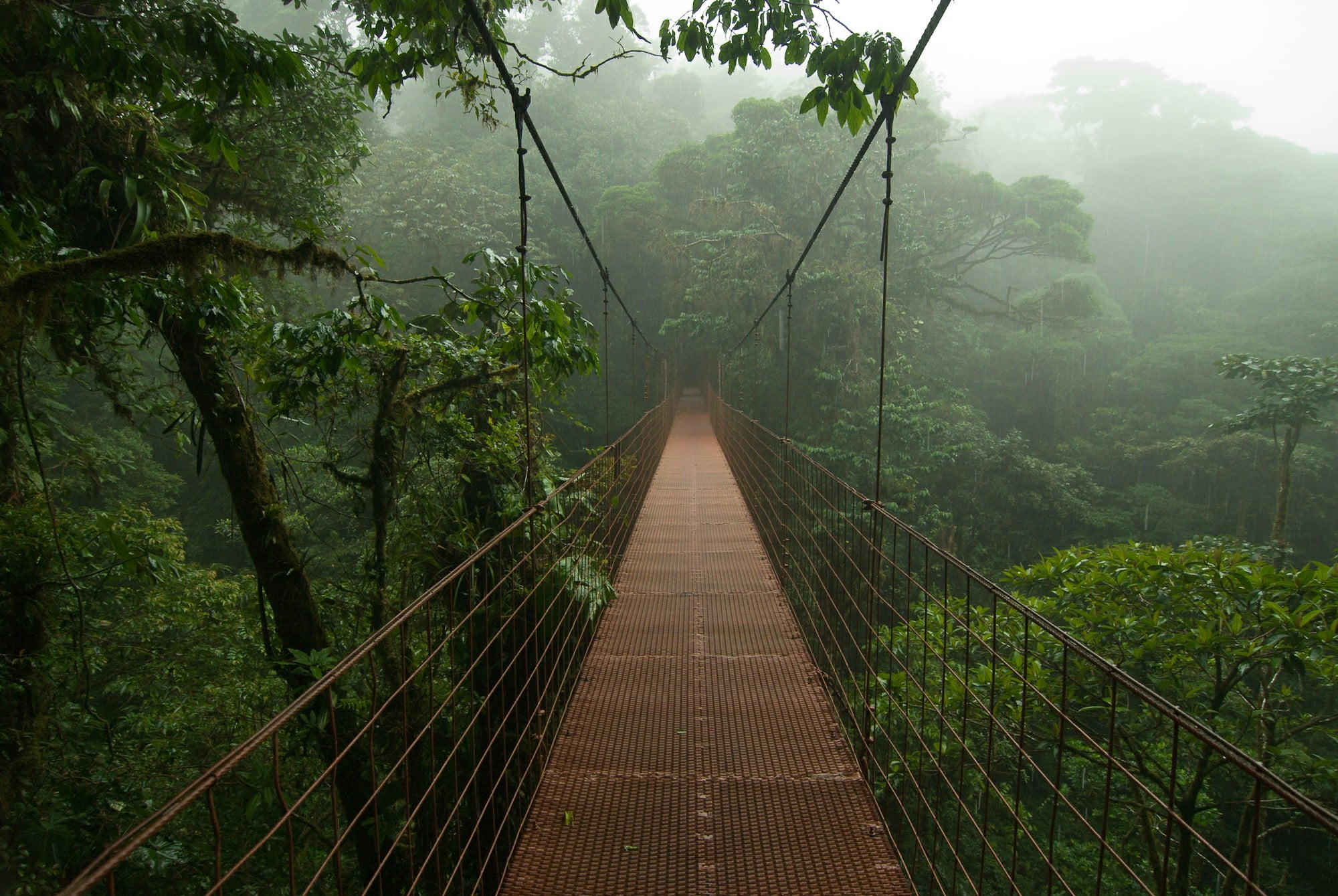 brown hanging bridge nature mist Costa Rica jungle trees 2k
