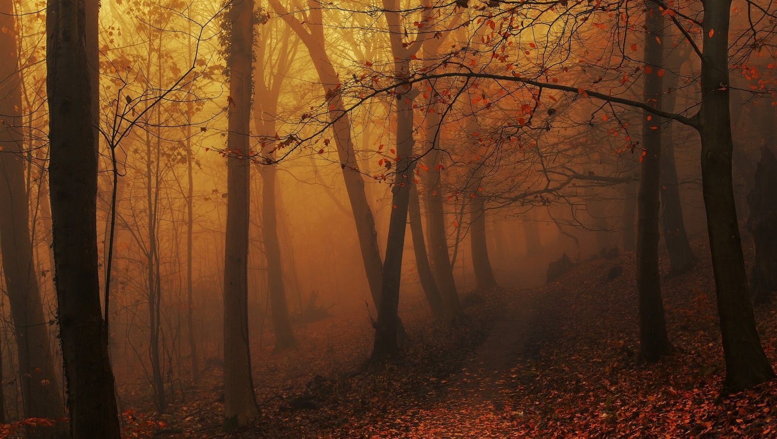 brown leafed trees wallpaper landscape nature forest mist 2k