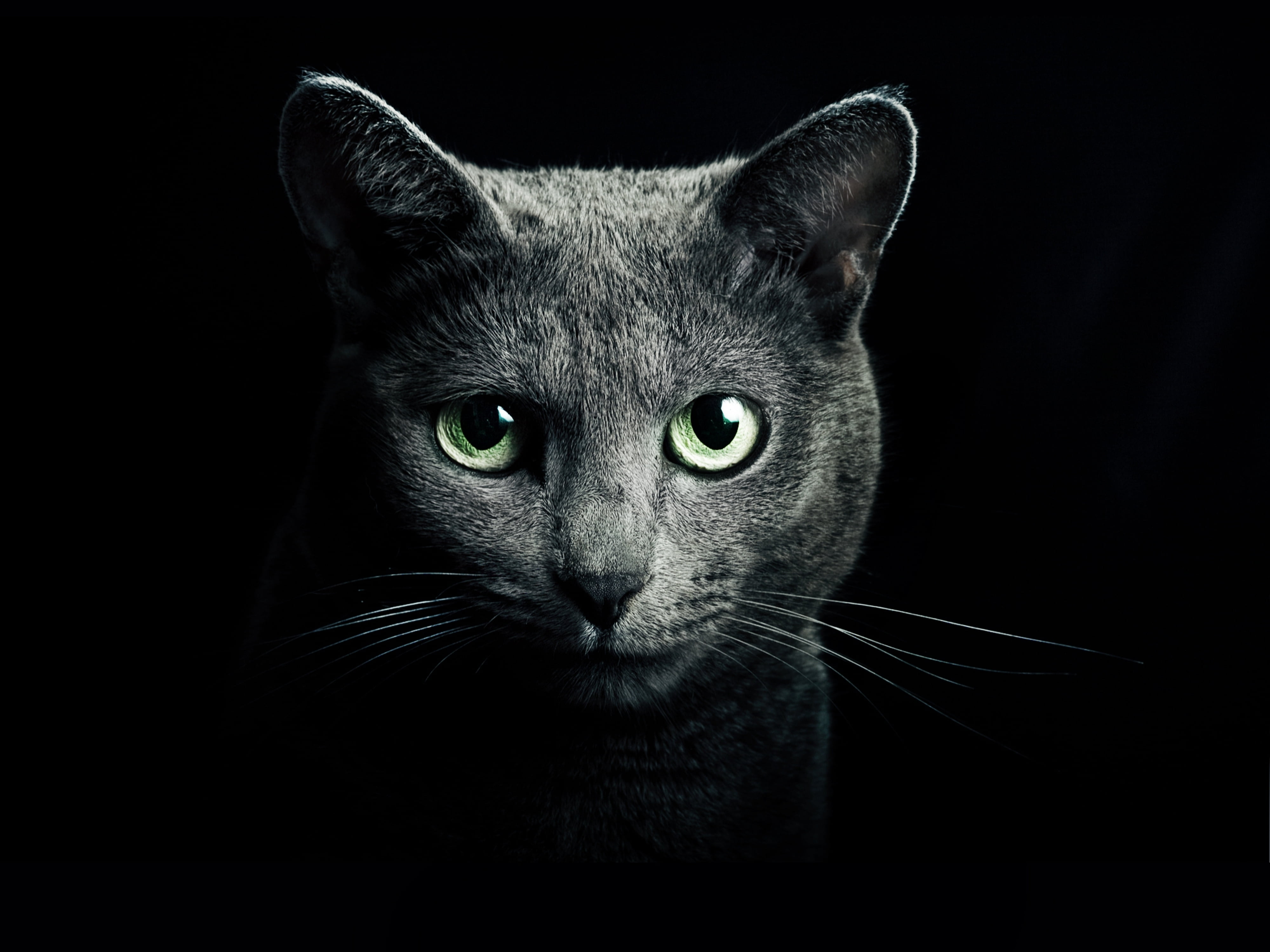 gray cat digital wallpaper black breed russian blue eyes 2k 4k