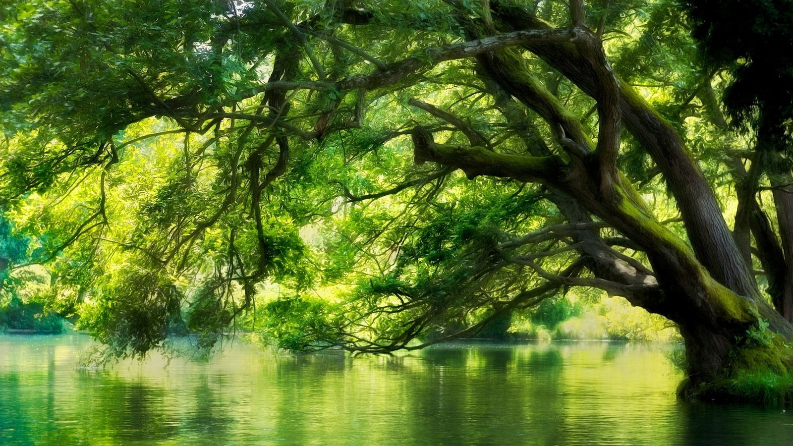 green leafed tree landscape nature river Macedonia forest 2k