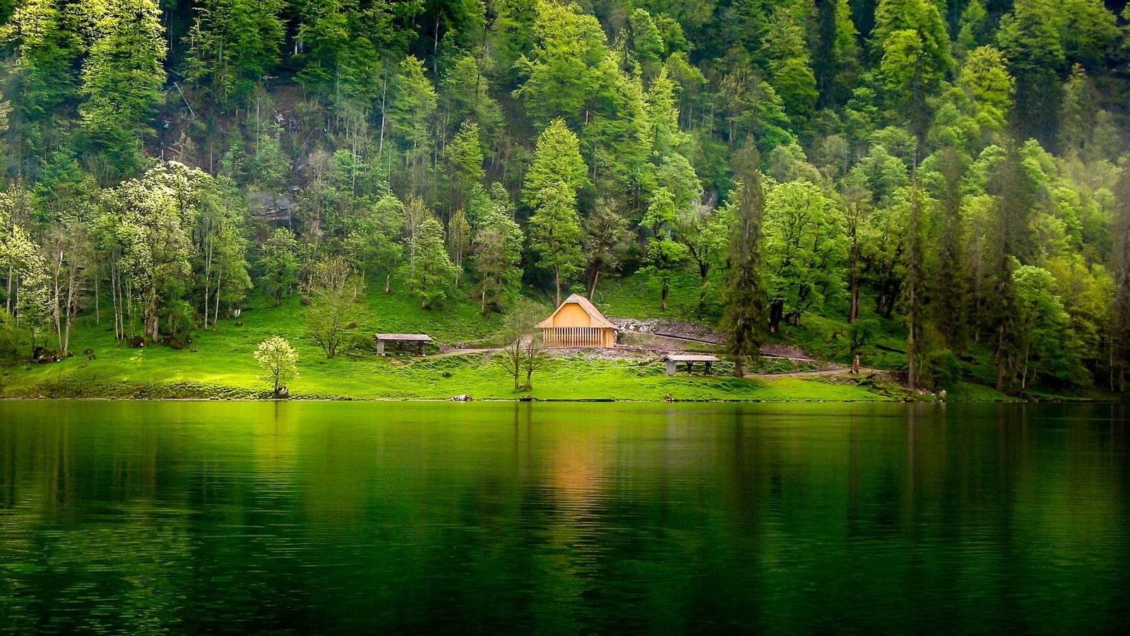 green leafed trees nature landscape lake forest grass mist 50 2k