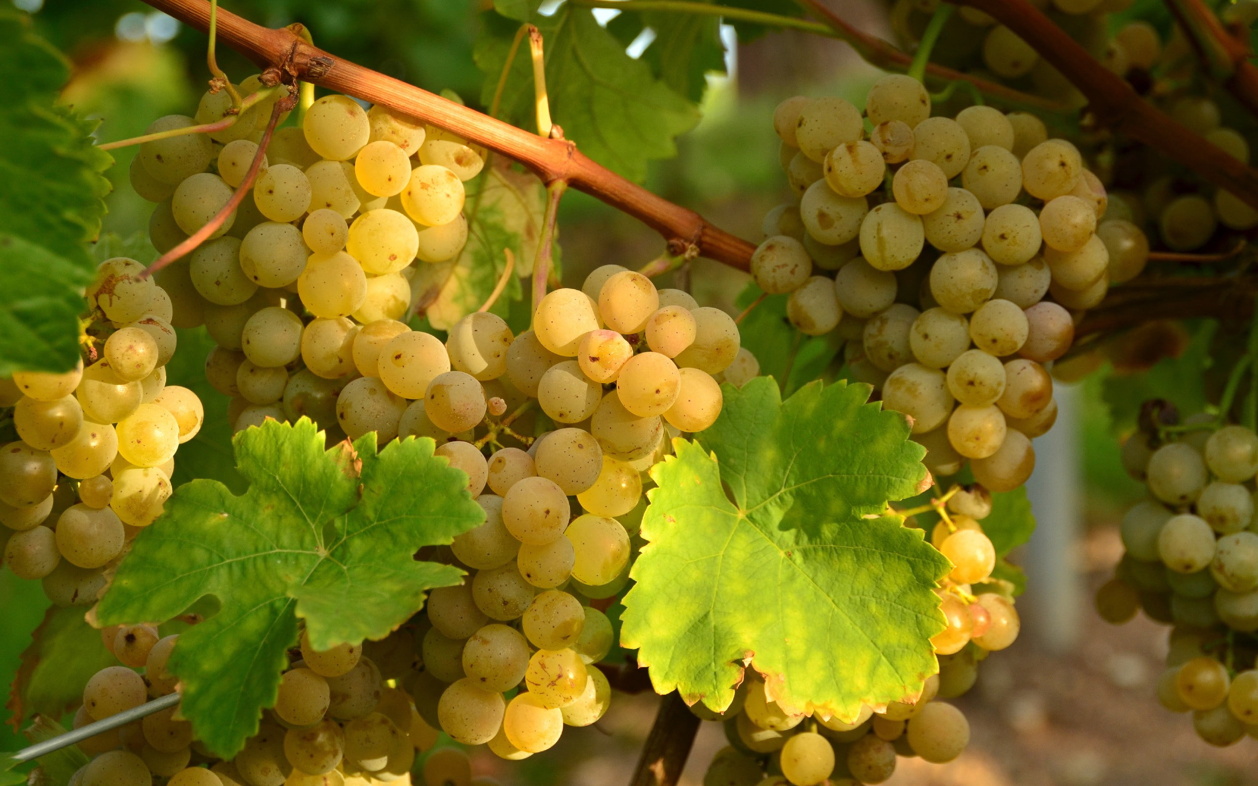 nature Grape grapes grapevine 2k