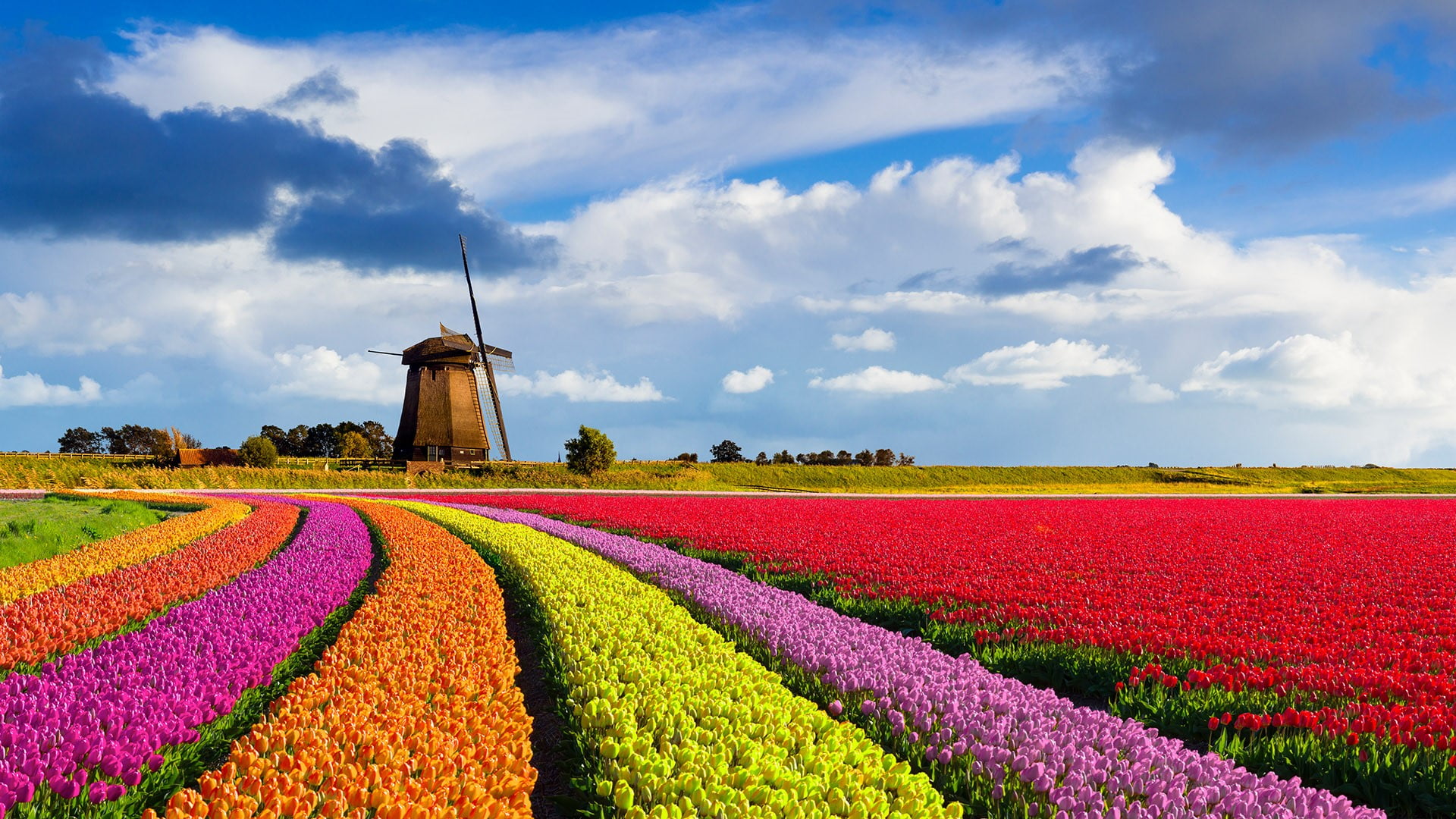 nature landscape windmill flowers clouds sky red 2k