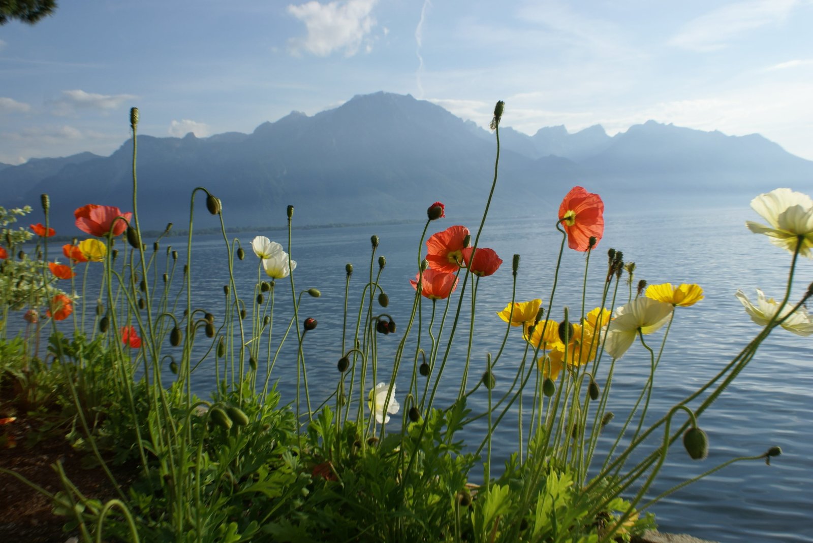 red yellow and white petaled flowers under body of water during daytime 2k