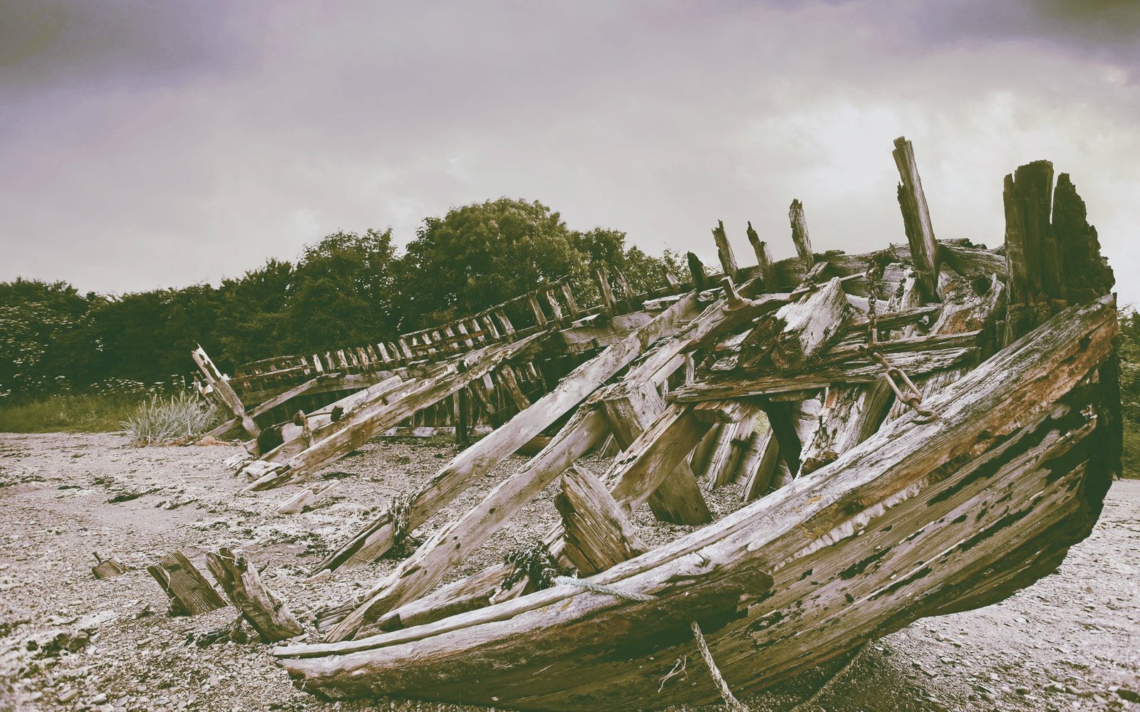 sea beach water sky tree plant nature cloud wood material 2k