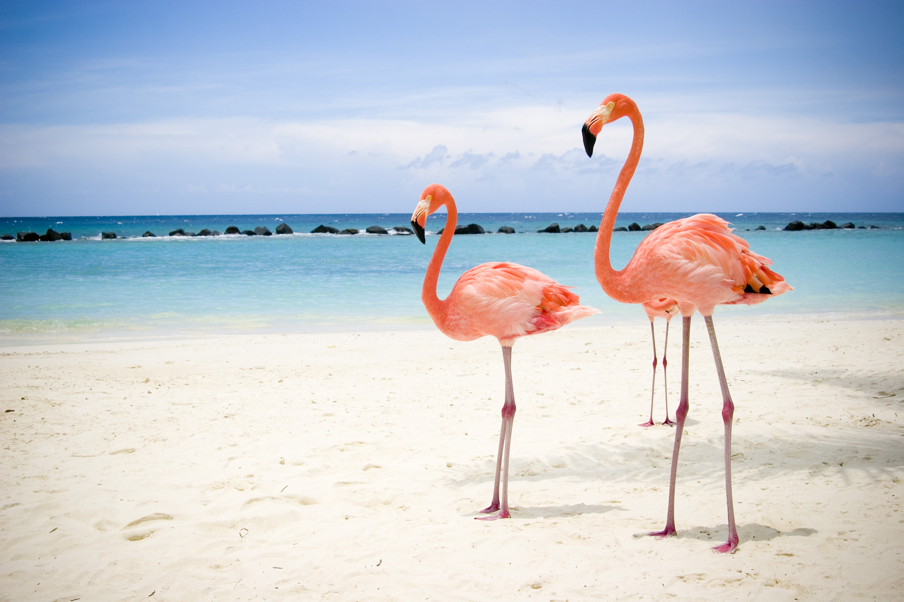 three pink flamingos sea beach nature sand bird tropical Climate 2k