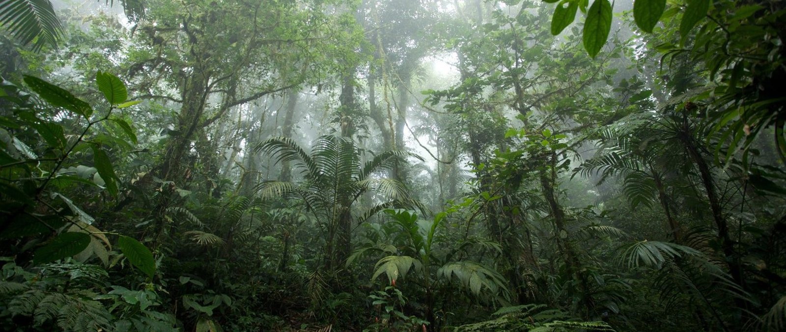 ultra wide photography nature forest tree plant land 2k