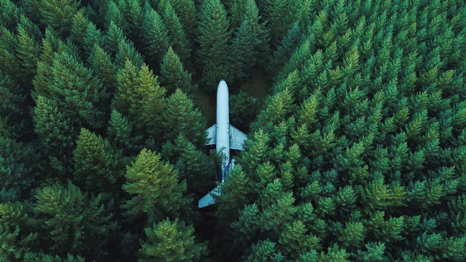white passenger plane surrounded by green trees 2k