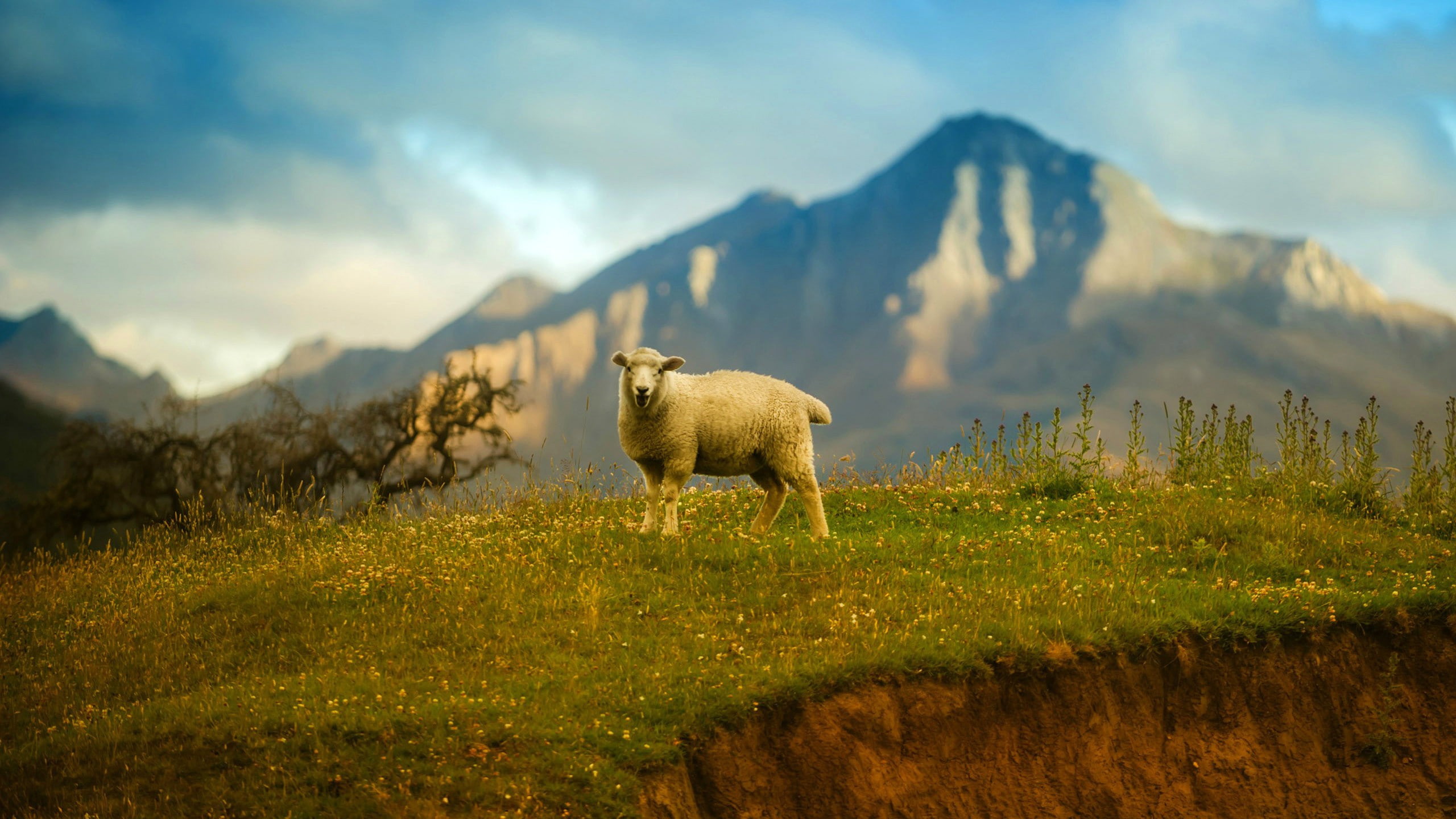 Zealand sheep new 2k