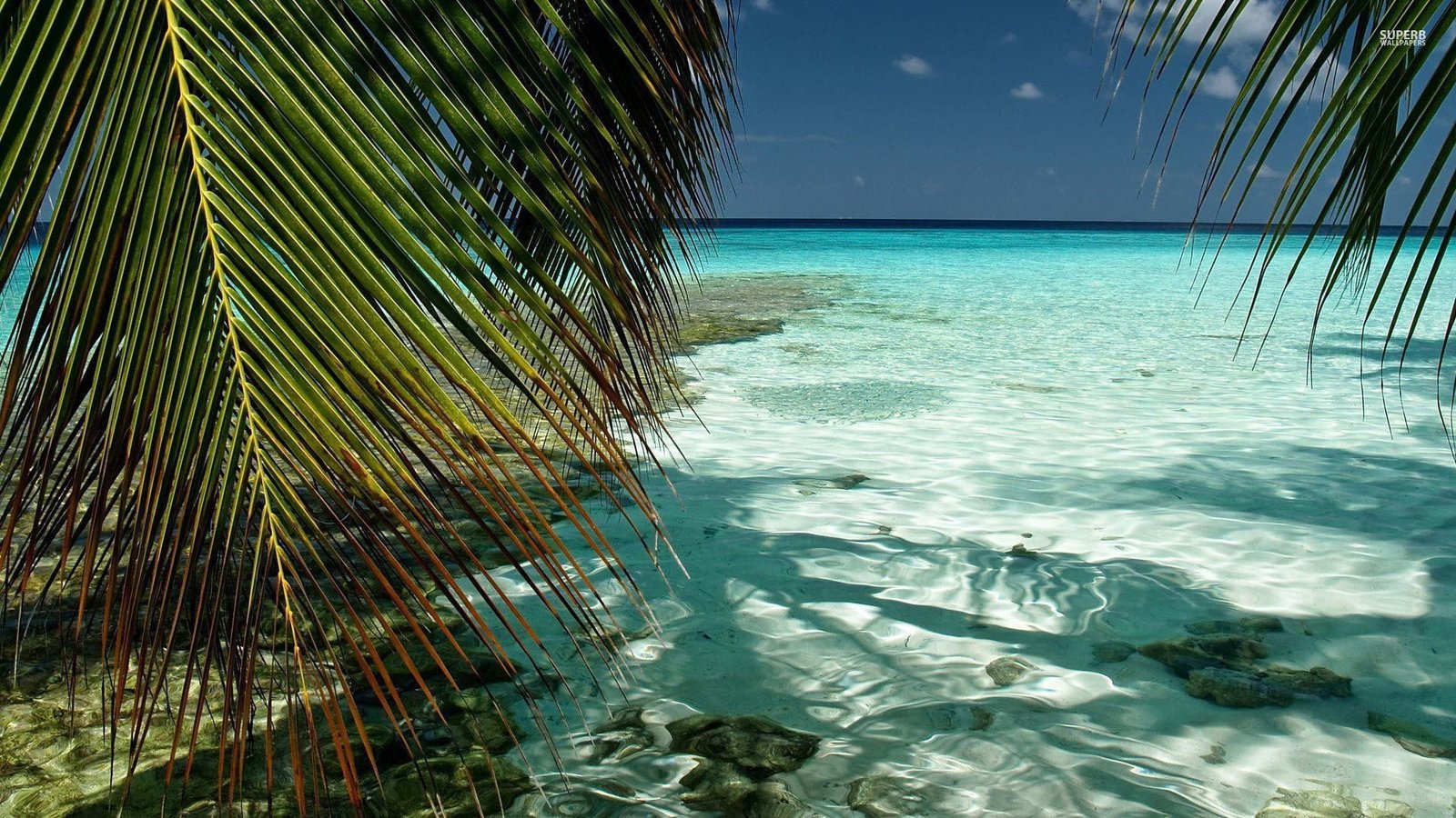 green body of water nature landscape beach sea palm trees 2k