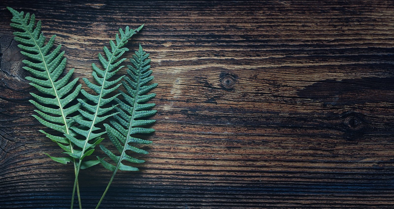 green Boston fern plant nature leaves wood text dom negative space 2k