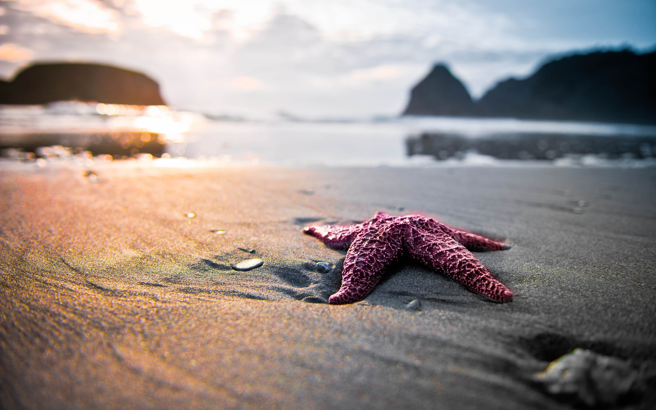 landscape starfish beach 2k