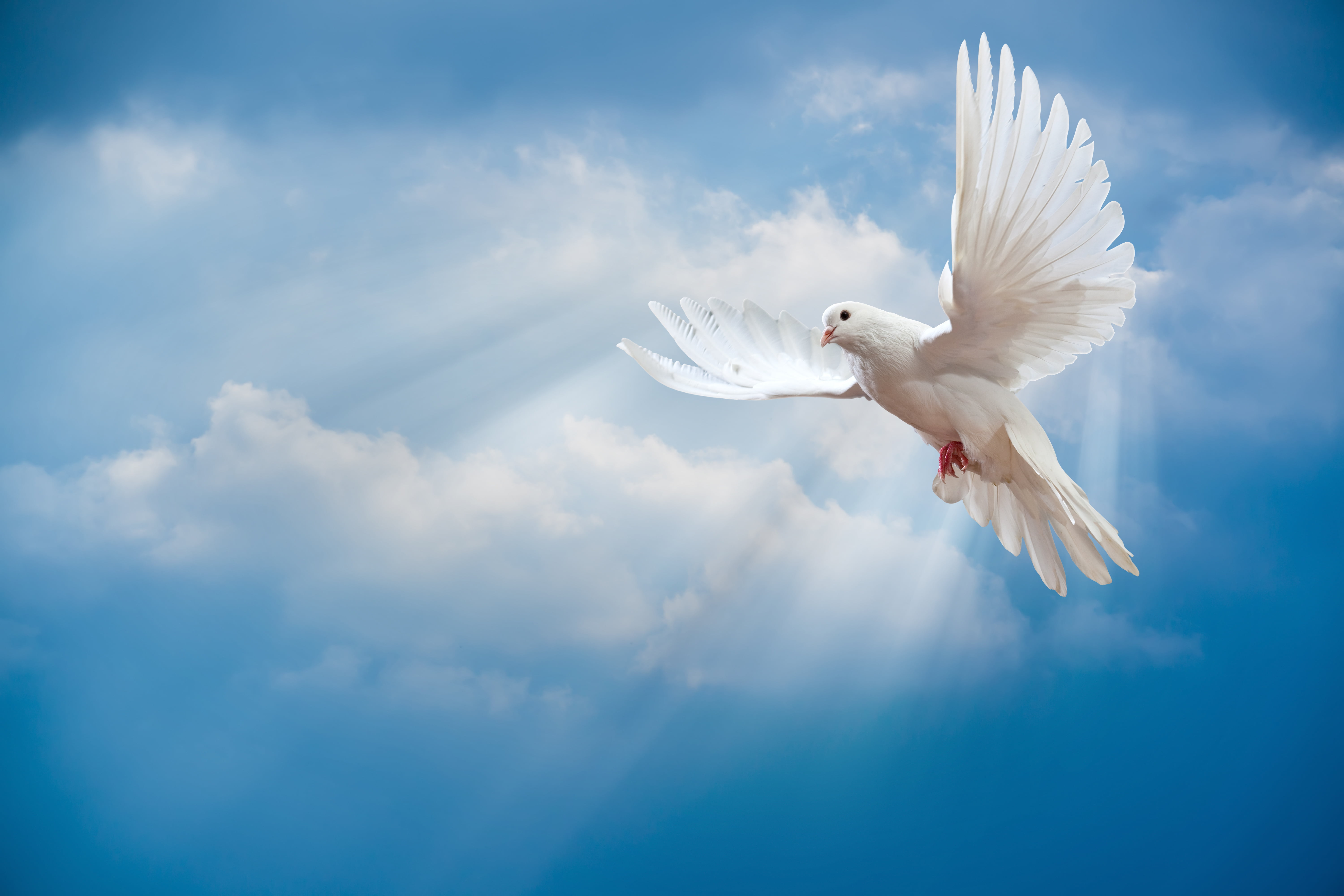 white dove the sky bird world peace rays of sun 2k 4k 5k
