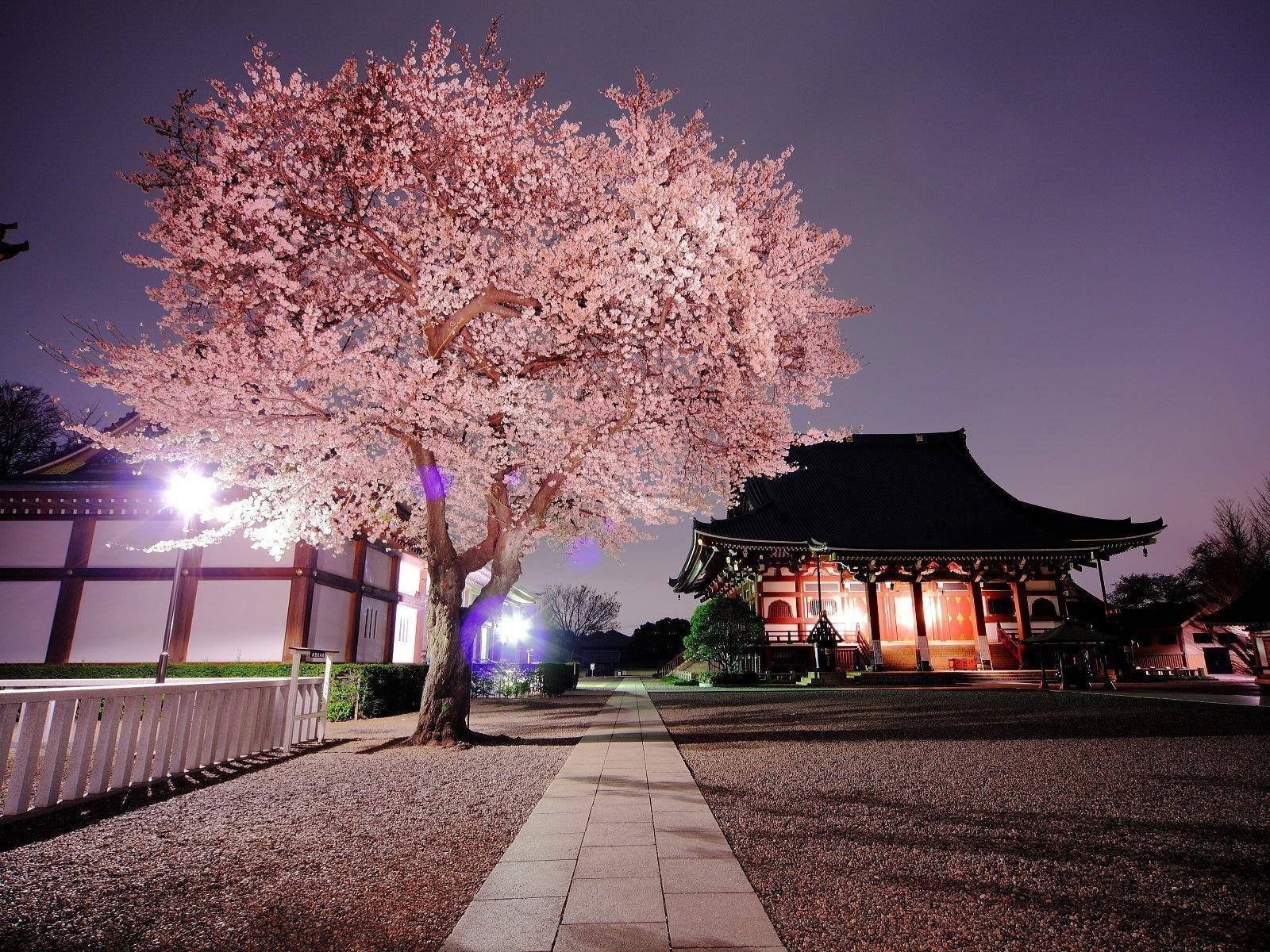 cherry blossom tree nature Japan plant illuminated architecture 2k