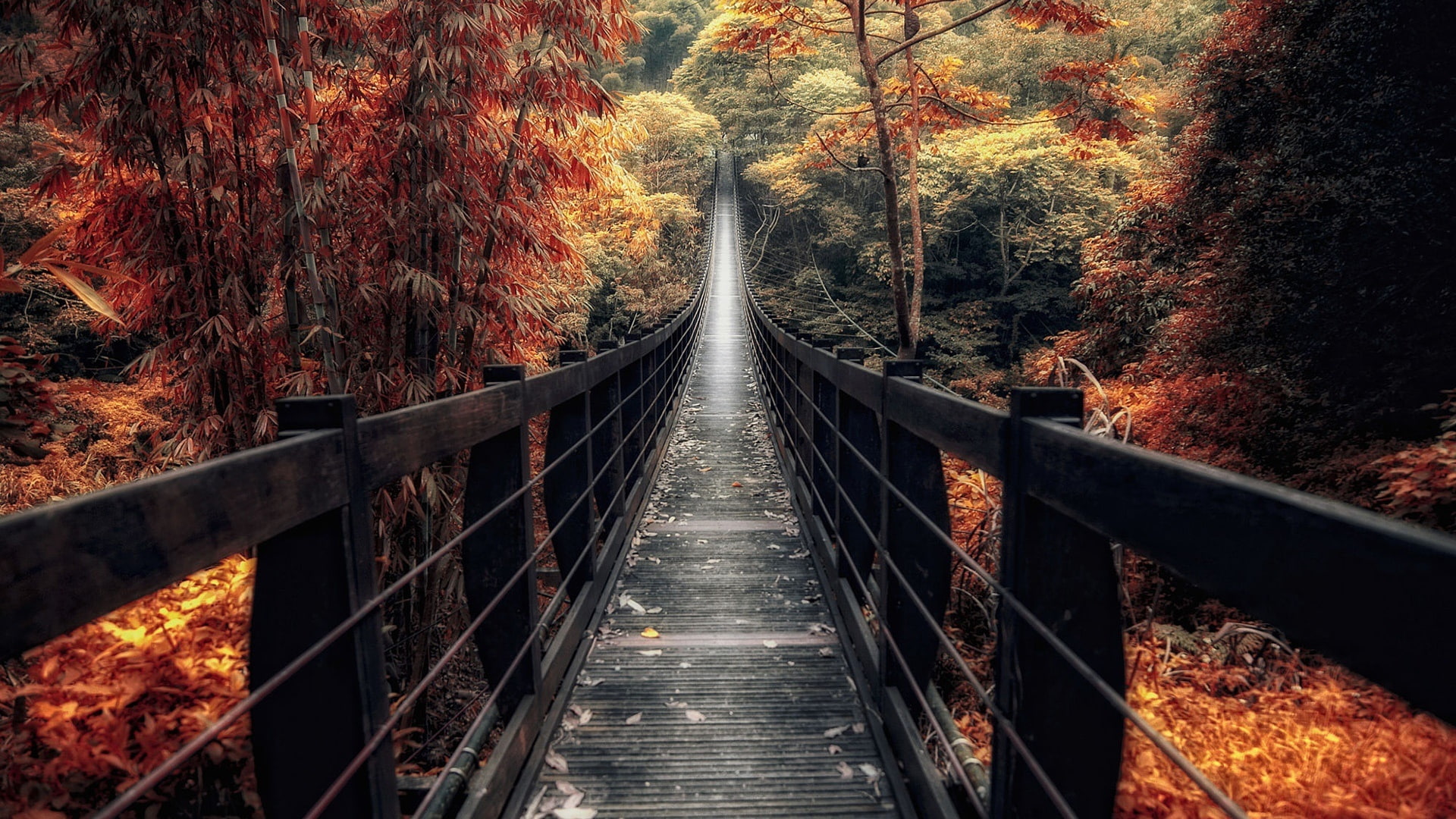 footbridge autumn walkway forest deciduous path 2k
