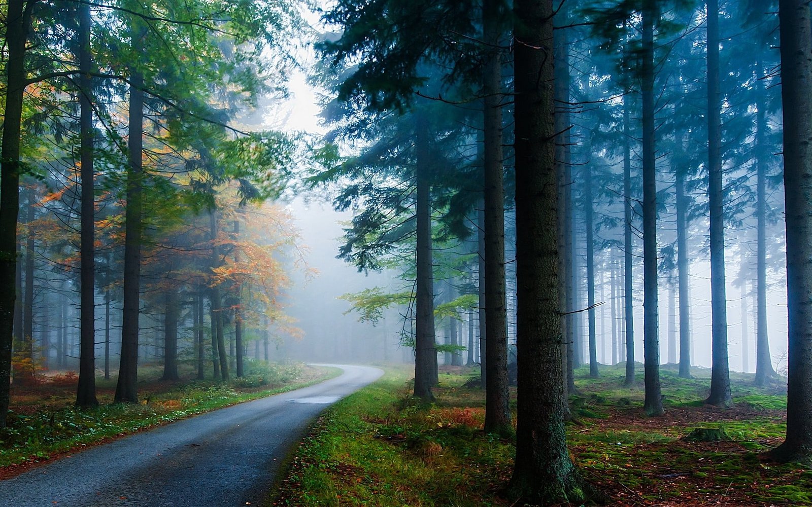 green leafed trees landscape nature mist road forest grass 2k