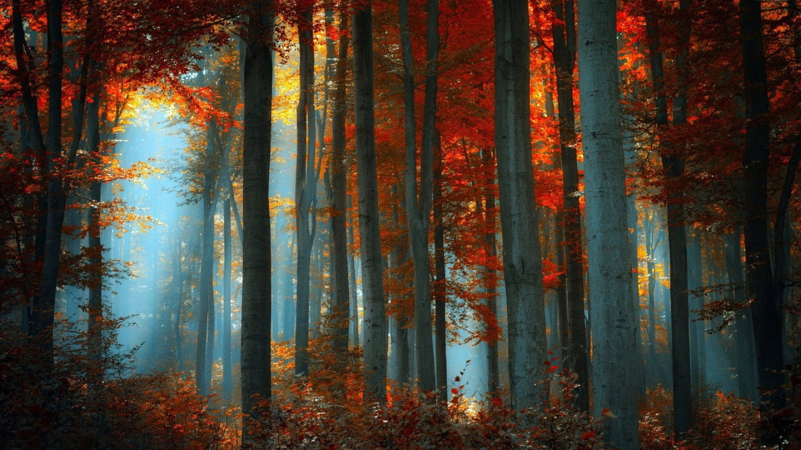 nature design art graphic leaf set colorful season wallpaper 2k