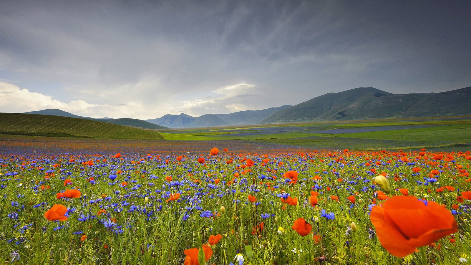 nature landscape field grass rural meadow farming countryside 2k