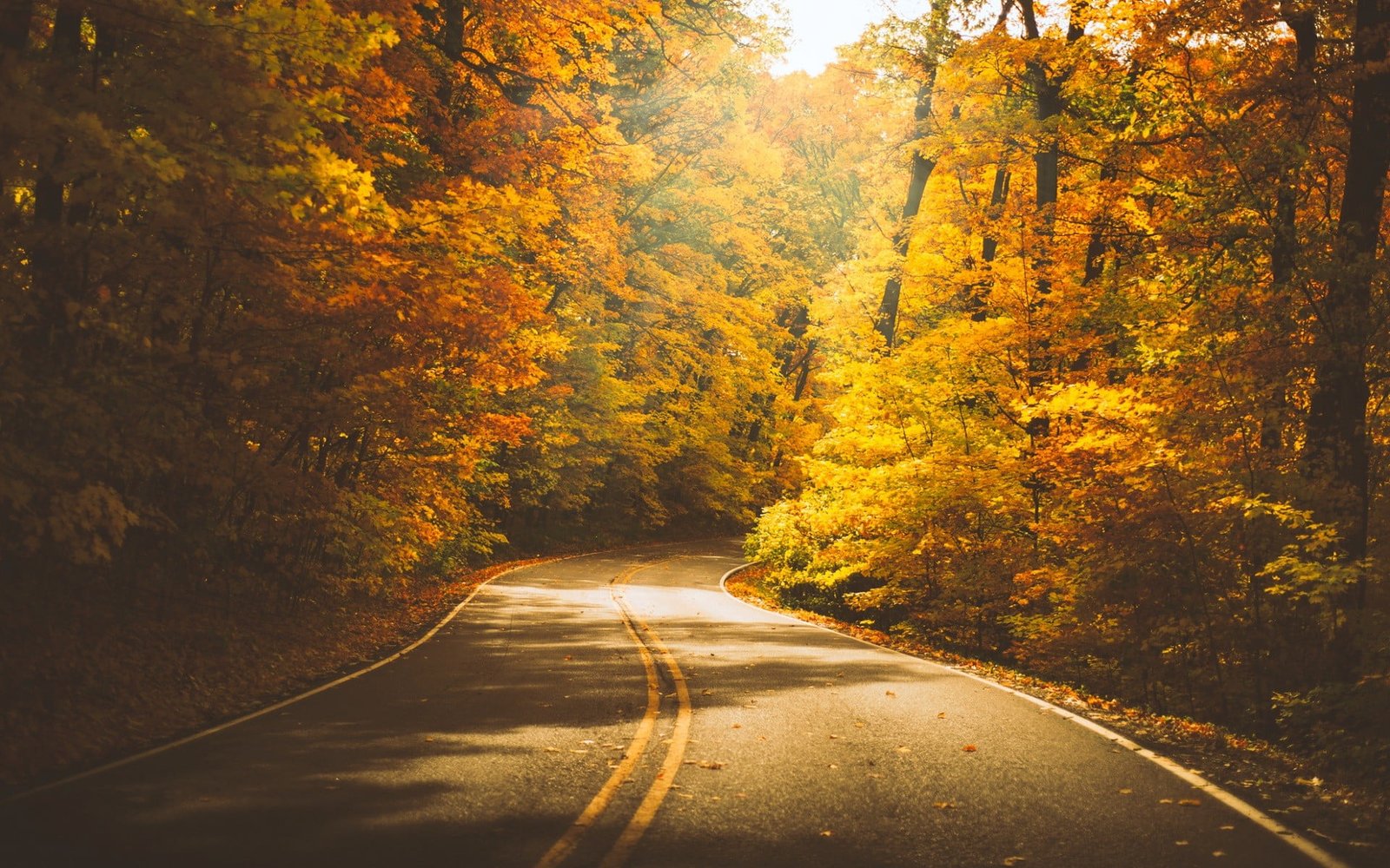 orange leafed trees gray concrete road between nature 2k