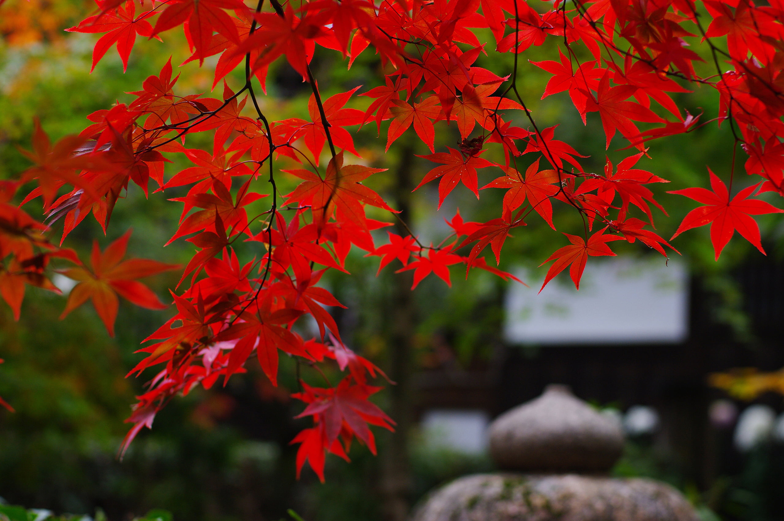 red maple leaf branches nature foliage Japan garden autumn 2k