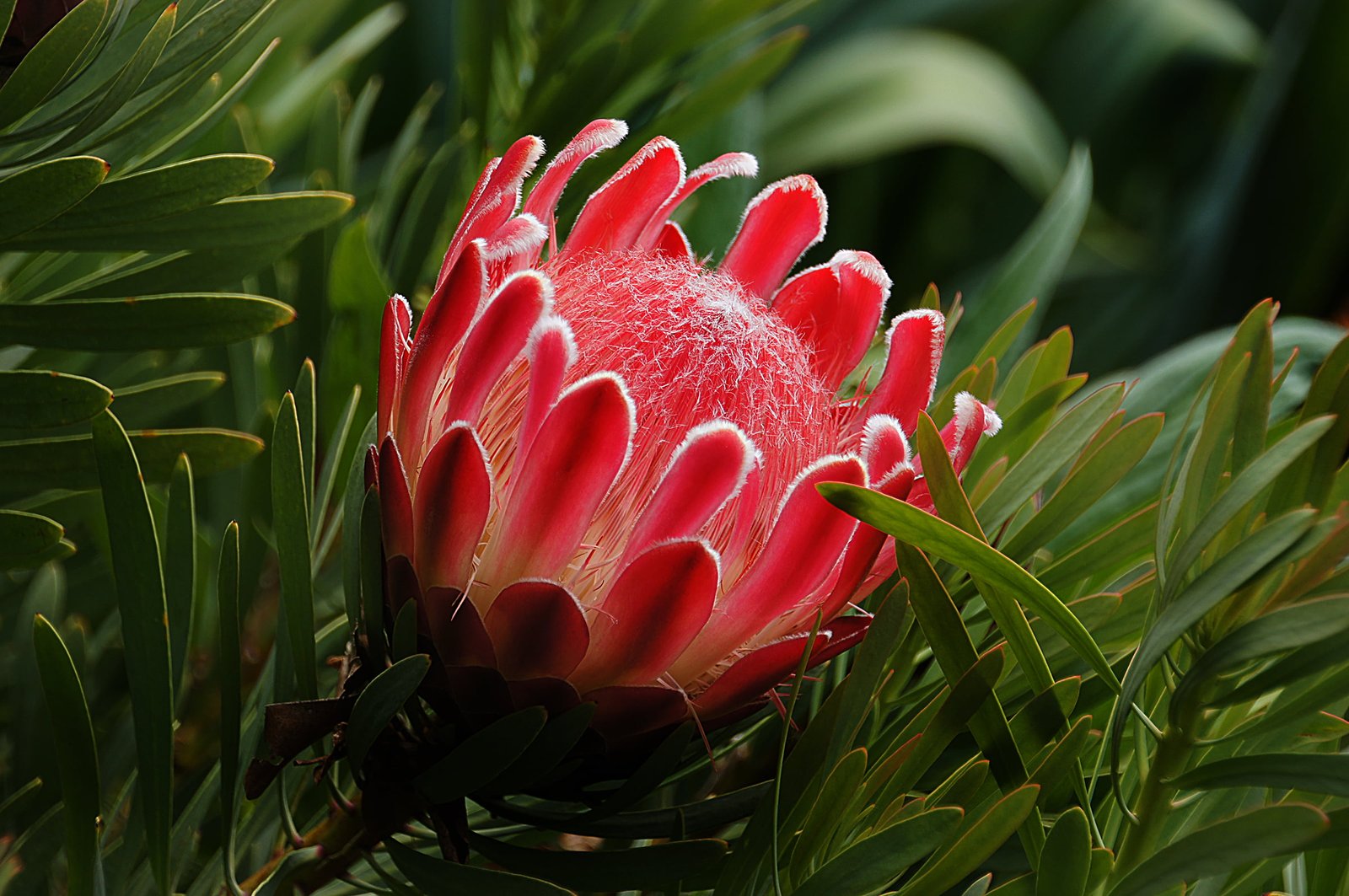 red petaled flower near green grasses proteas Public Domain 2k