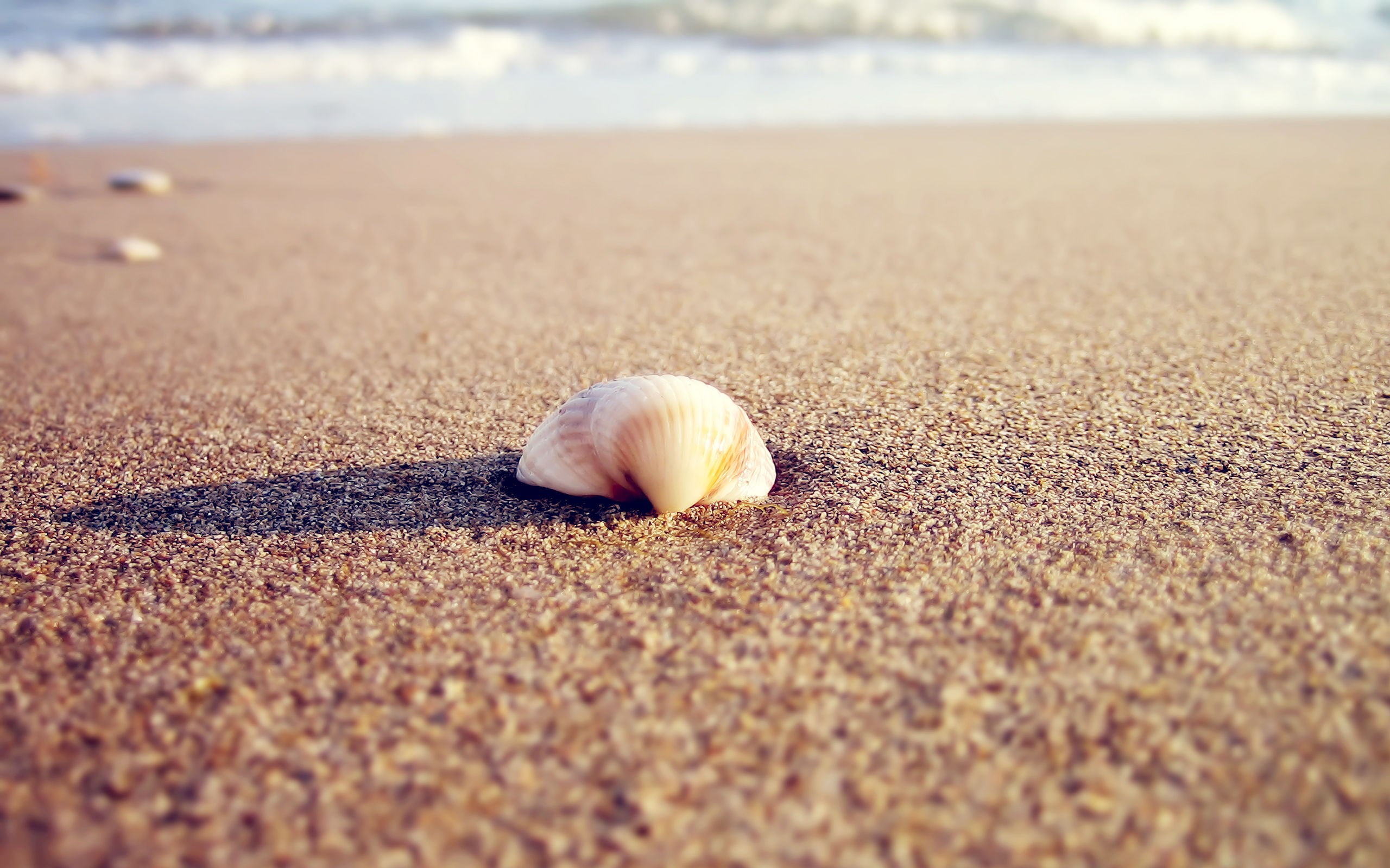 seashell sand beach nature 2k