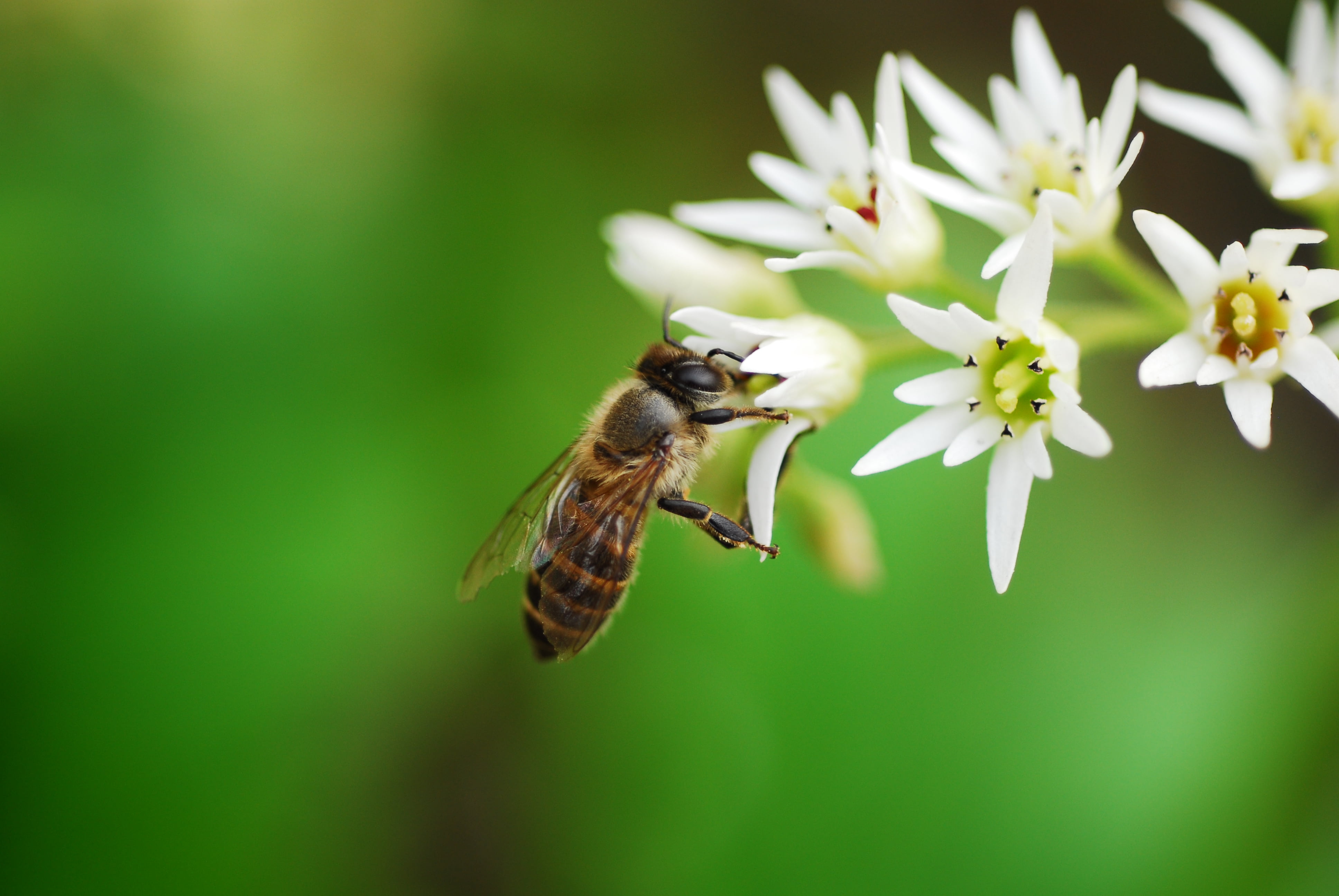 shallow focus photography of bee perched white petaled flowers 2k 4k