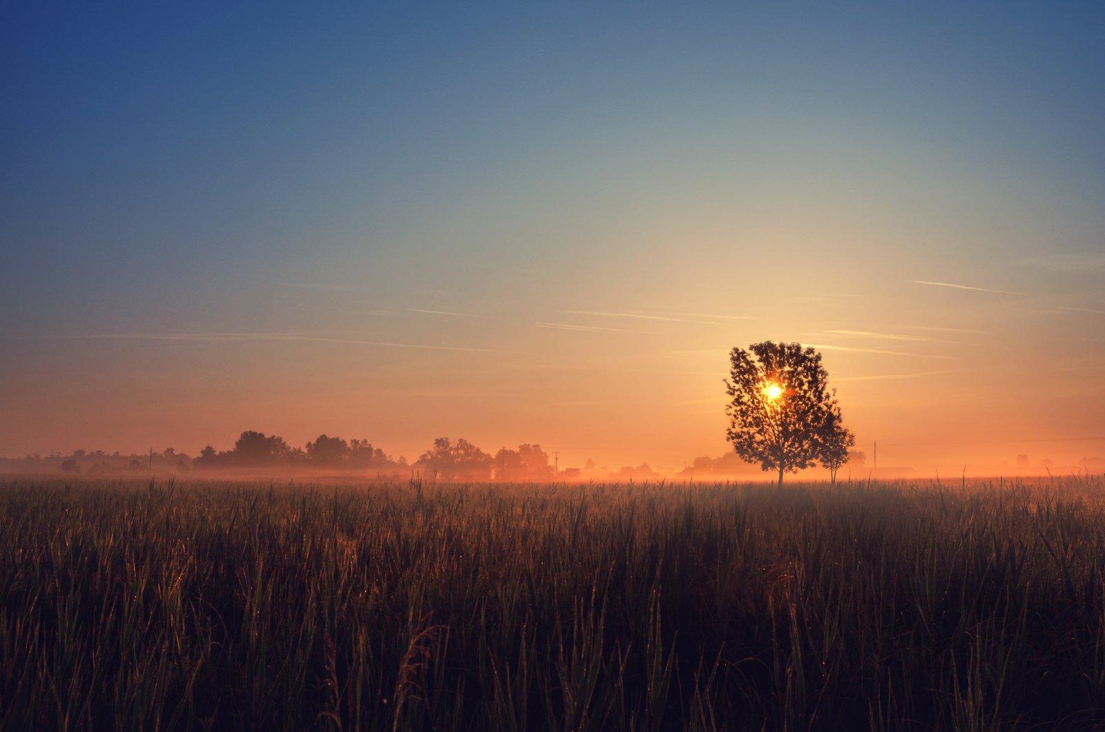 silhouette of tree during sunset Sunrise Thank you morning 2k 4k
