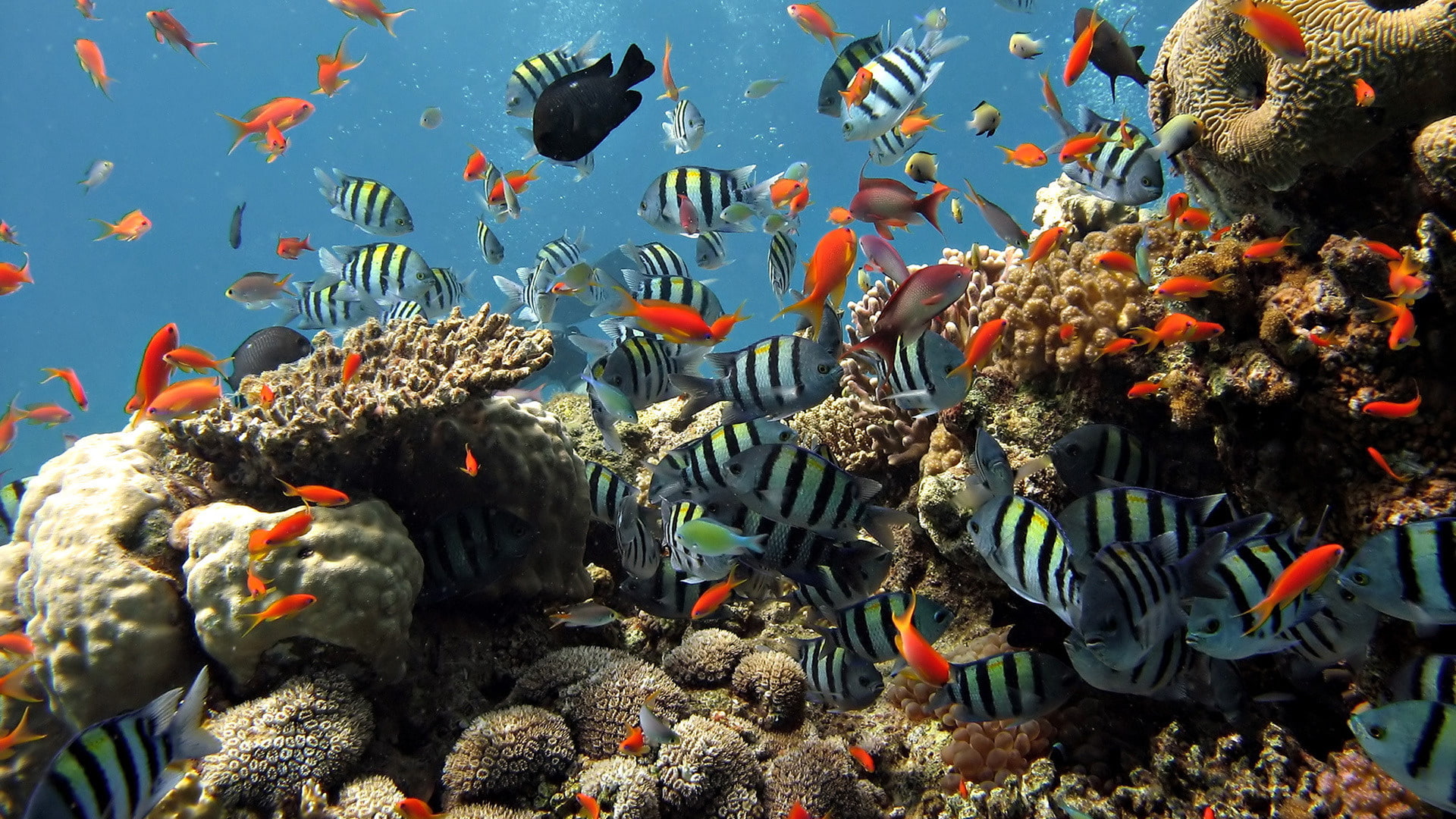 Nature Landscape Reef Sea Colorful Blue Water Fish 2k