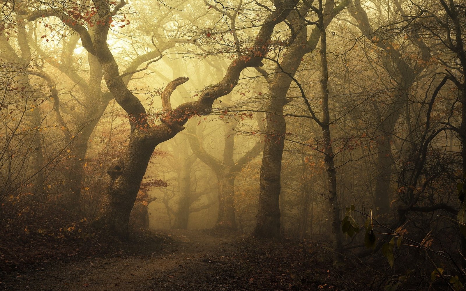 brown bare trees wallpaper tree forest mist landscape 2k